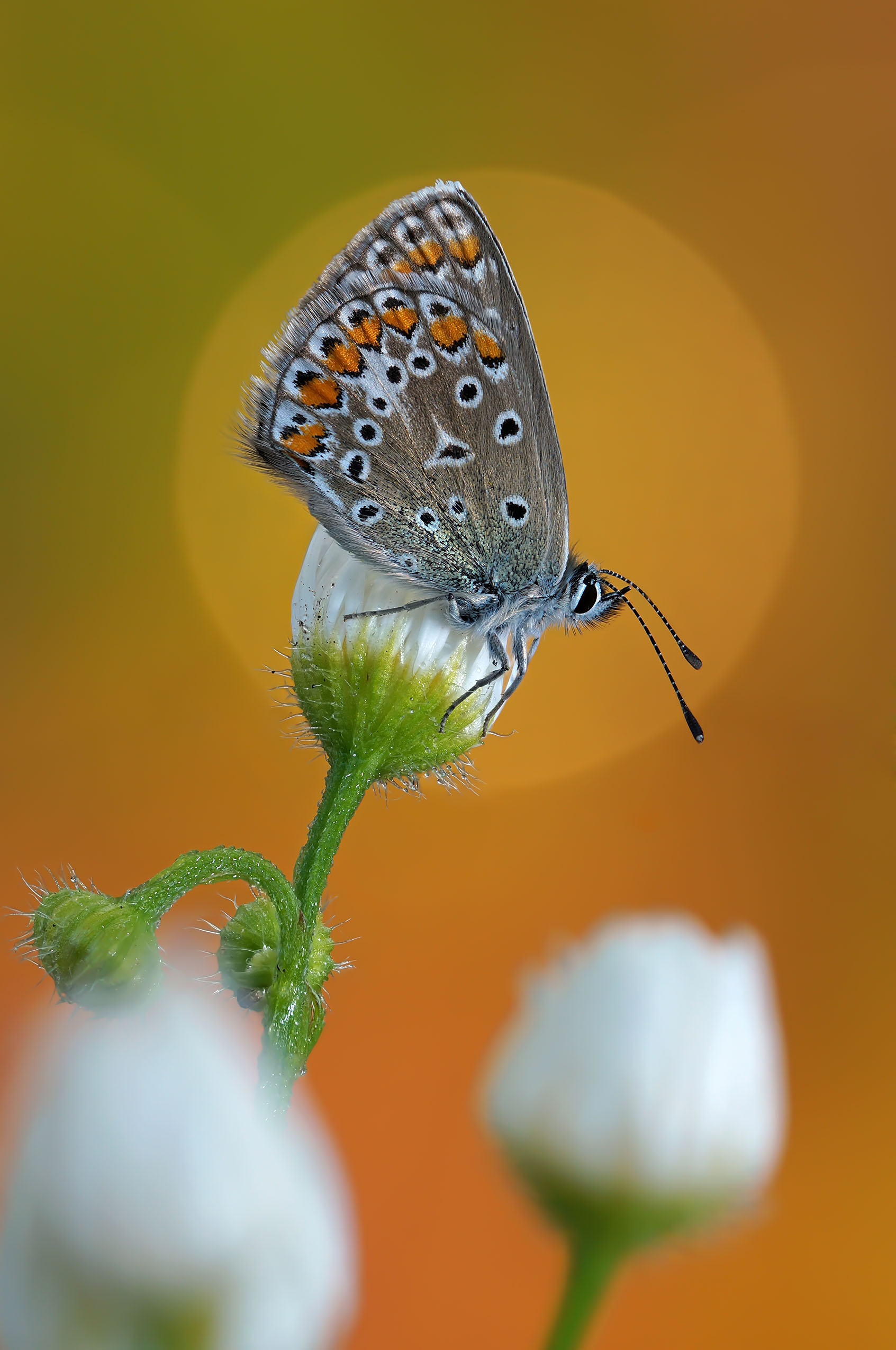 Бабочка , Чепленко Алексей