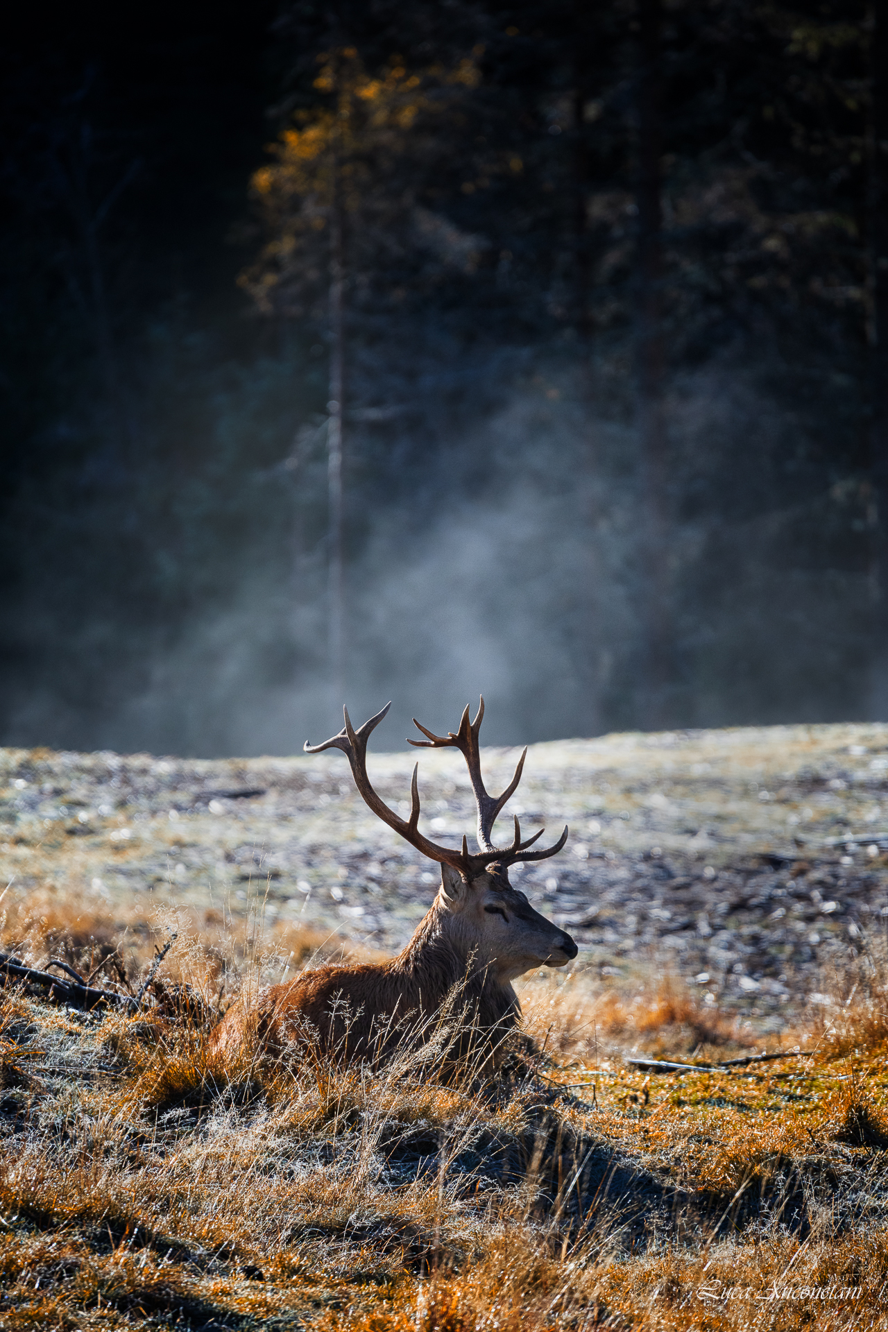 animals nature italy trentino deer woods, Anconetani Luca