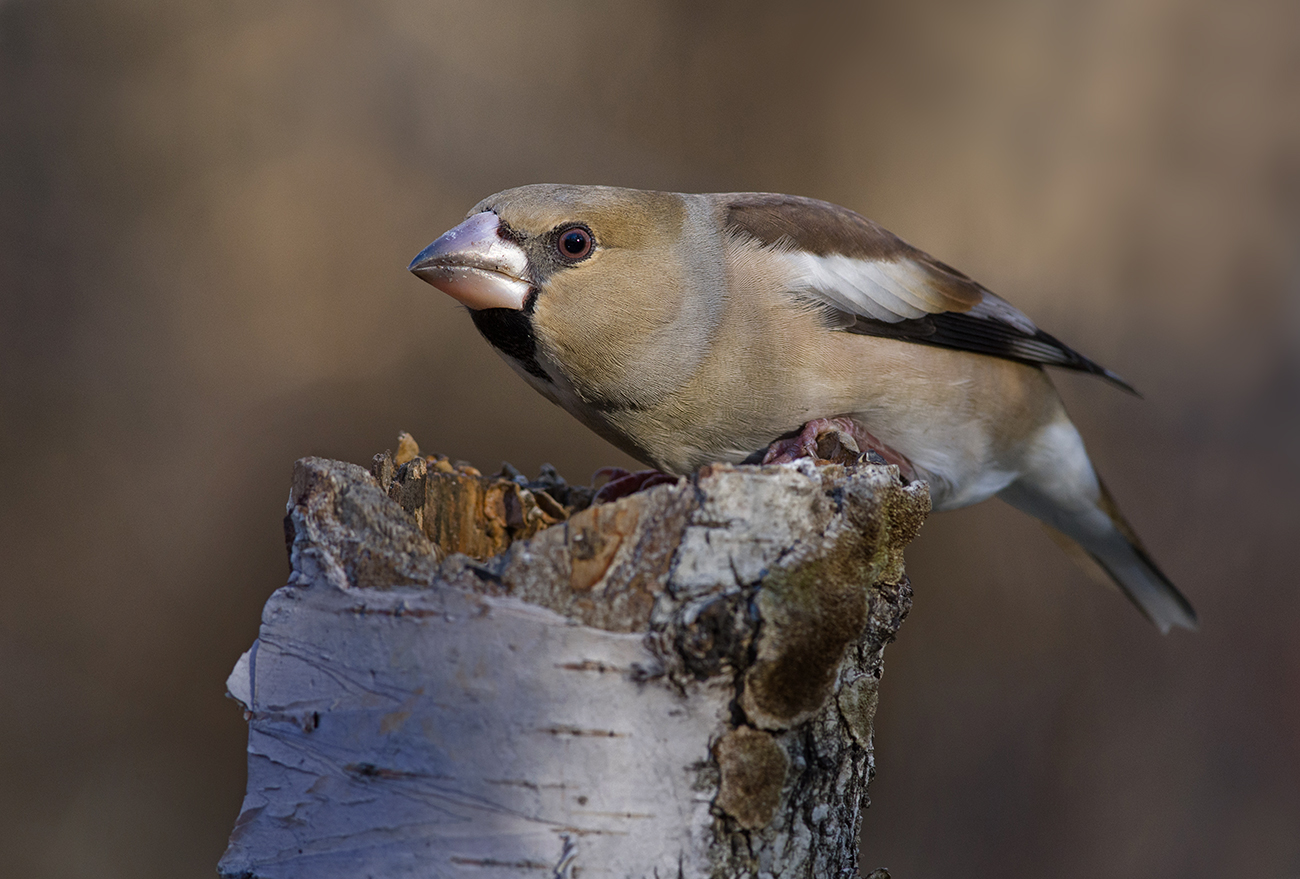 дубонос,самка,поза тревоги, Иван