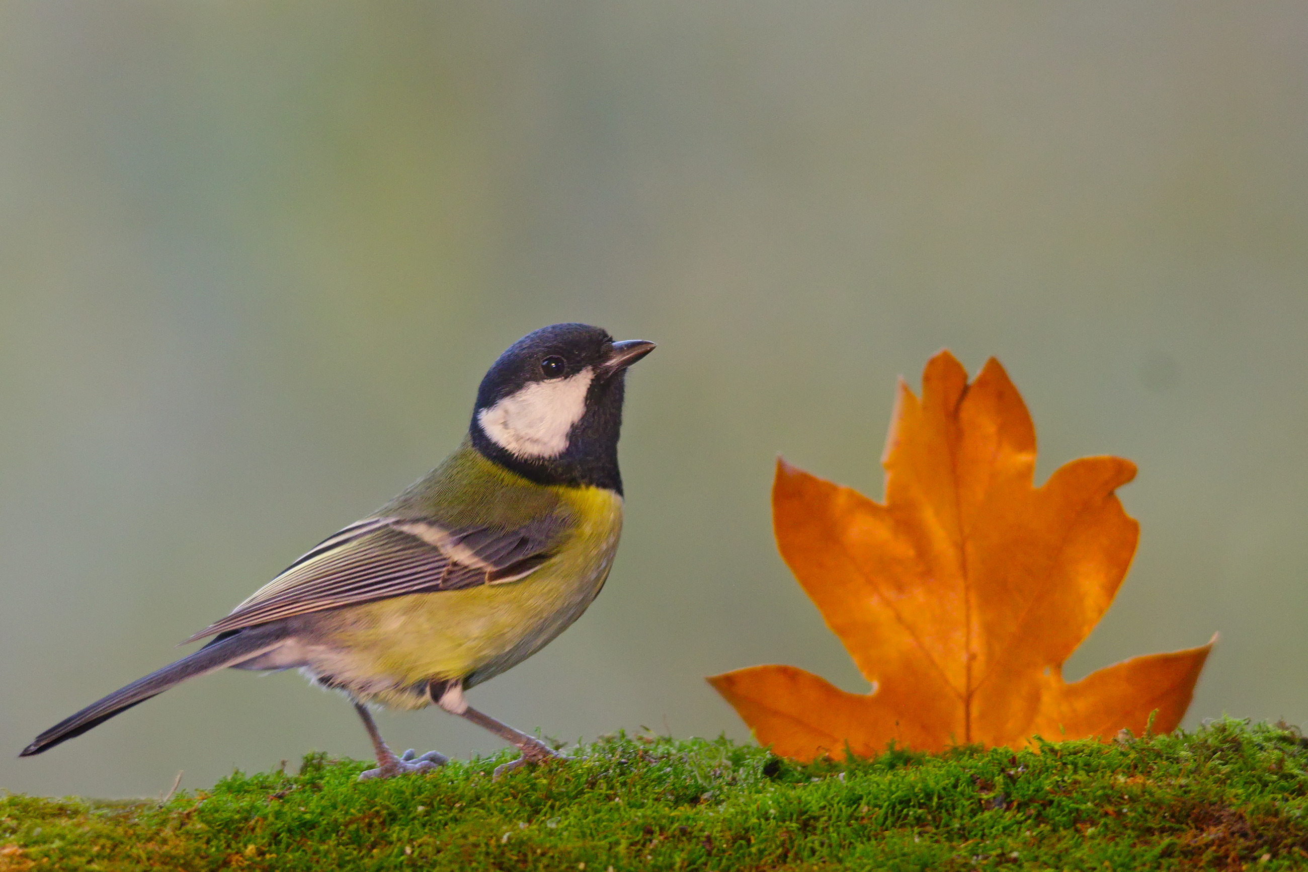 большая синица, parus major,, sergey izoya