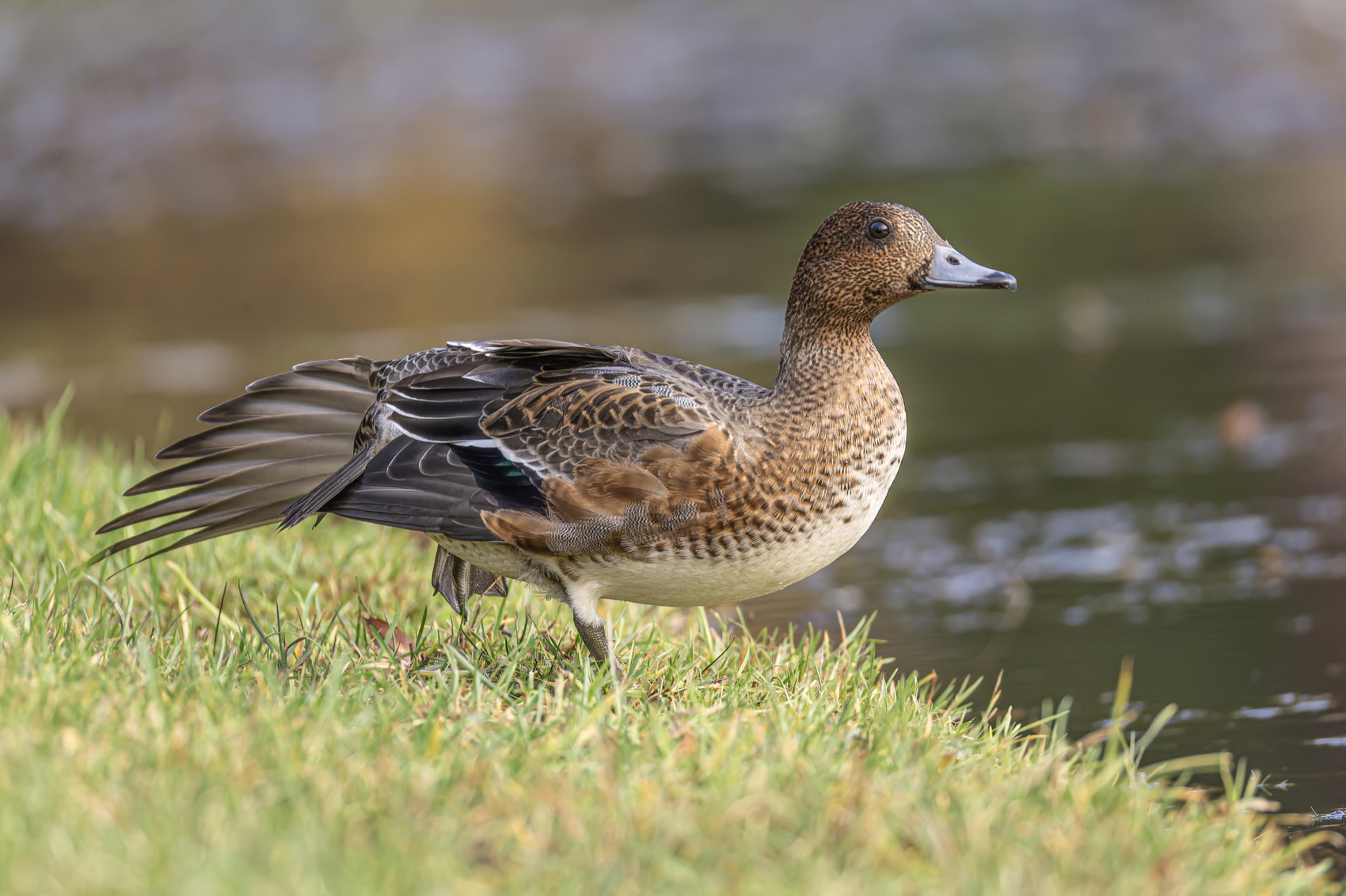 свиязь, утка, птицы, Ruslan Pl