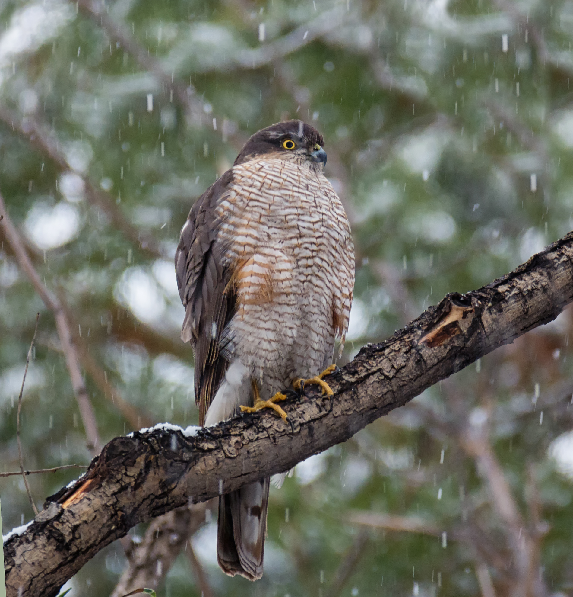 птица, ястреб,, Мочалова Марина