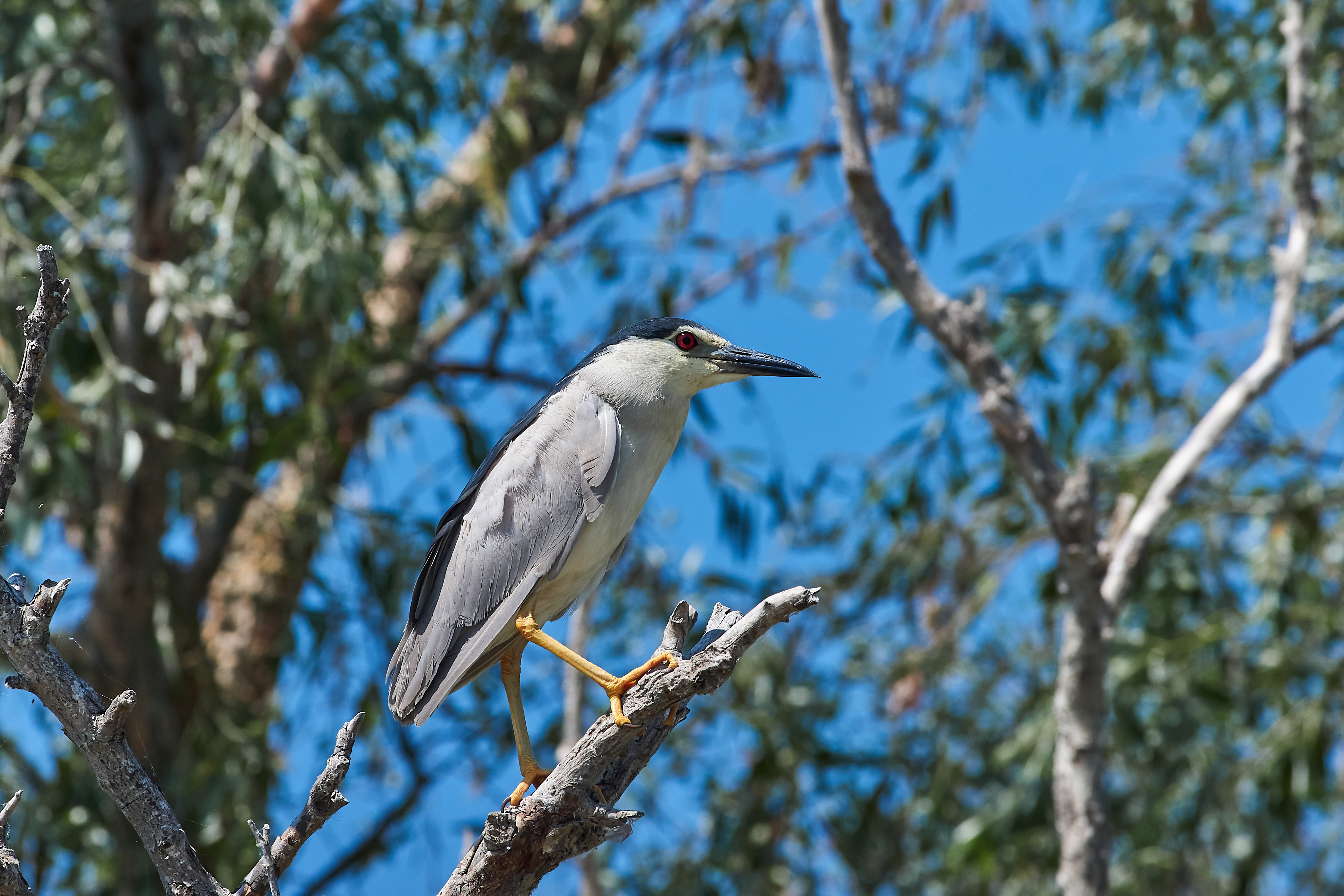 кваква, цапля, , Павел Сторчилов