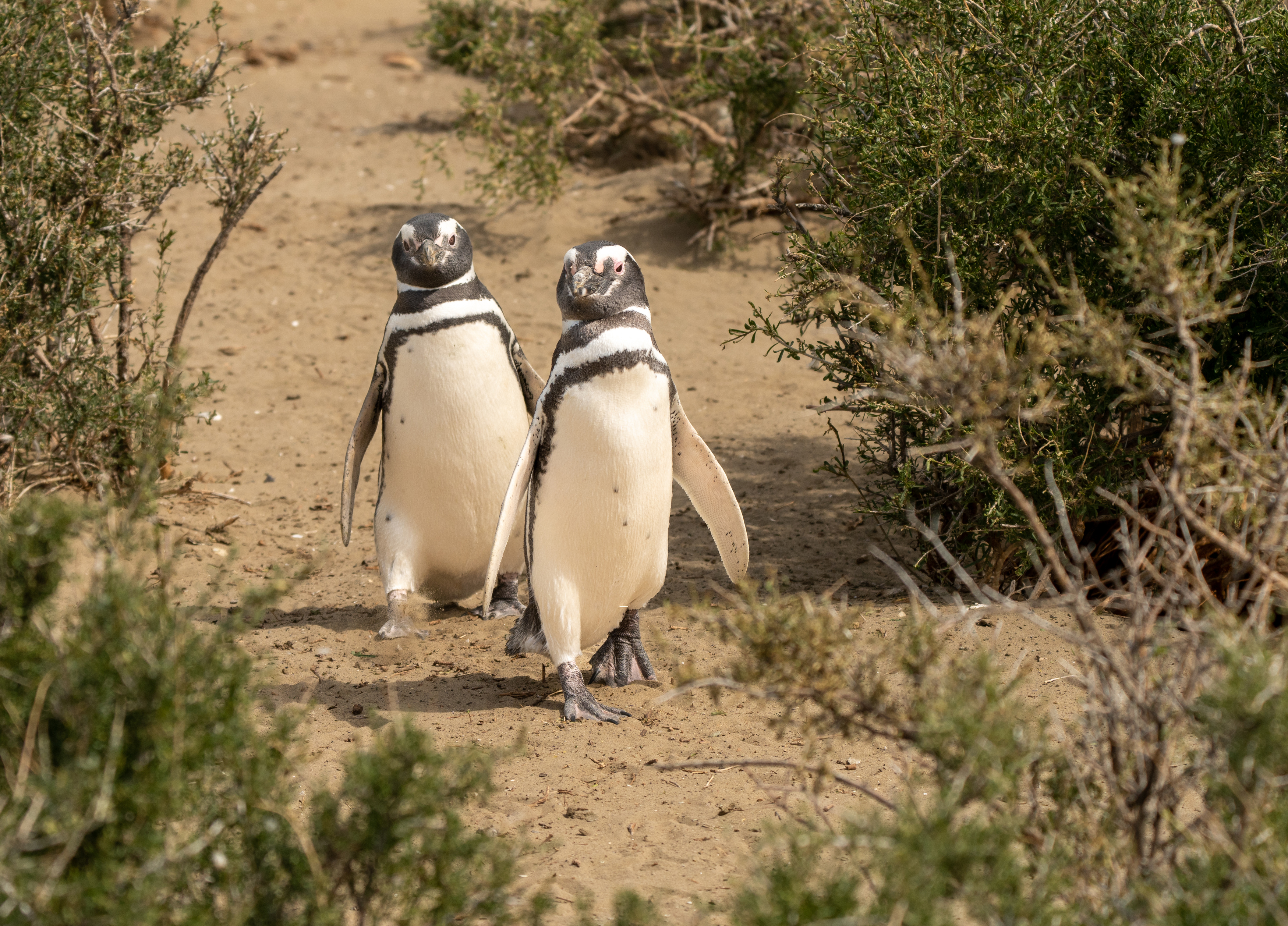 , Владимир Цветов