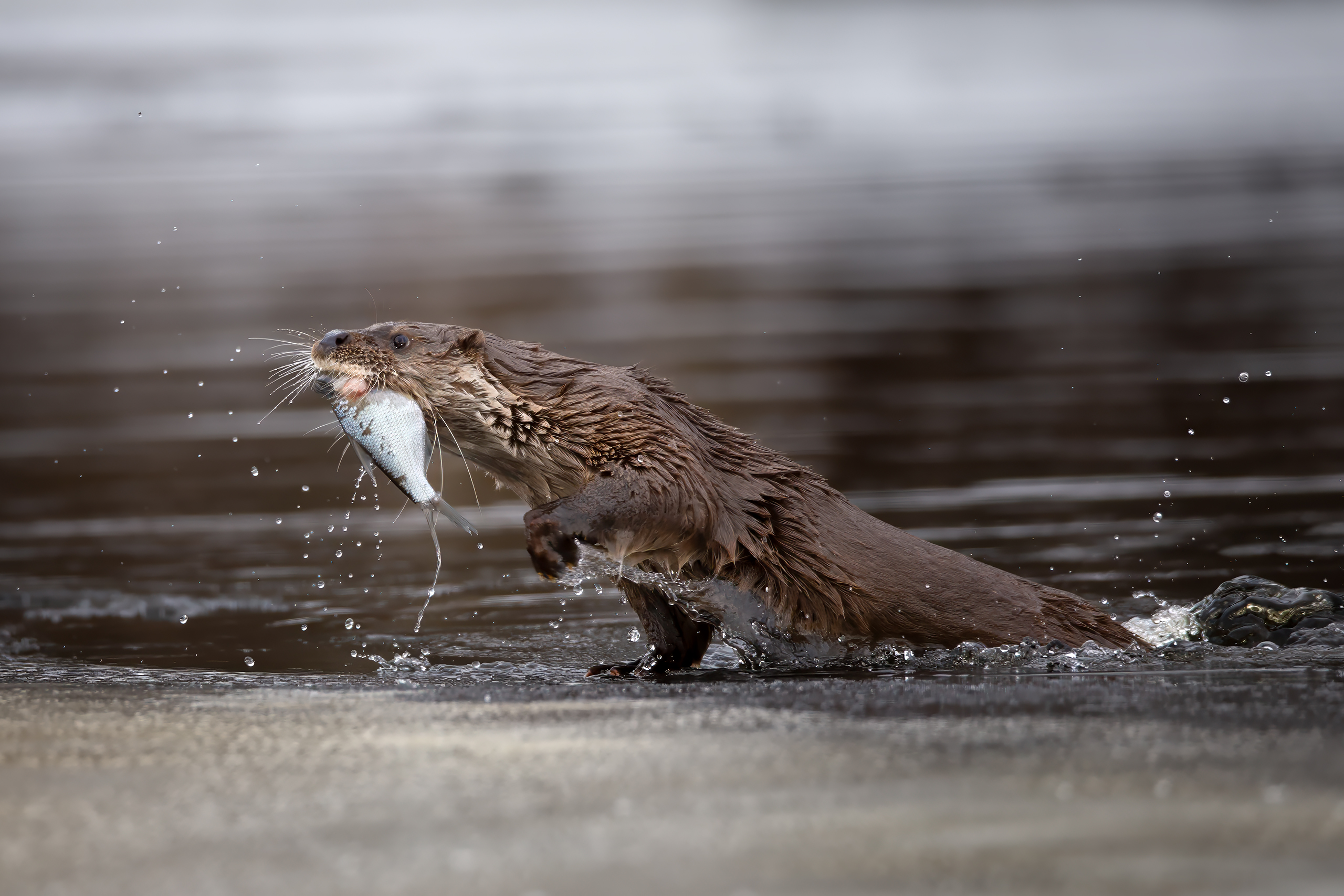 , Проценко Татьяна