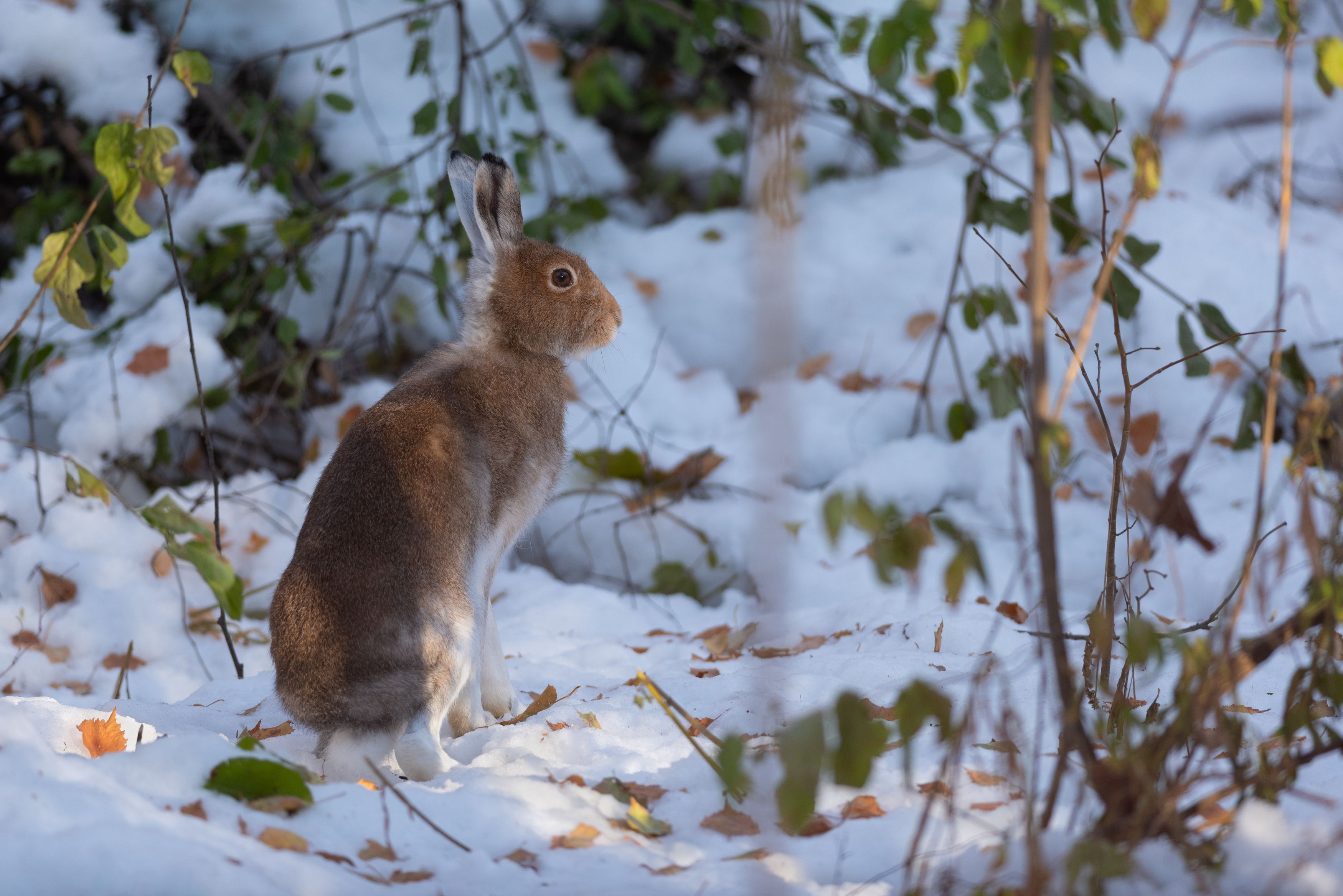 заяц, беляк, лес, природа, новосибирск, осень, октябрь, фотоохота, Воронов Денис
