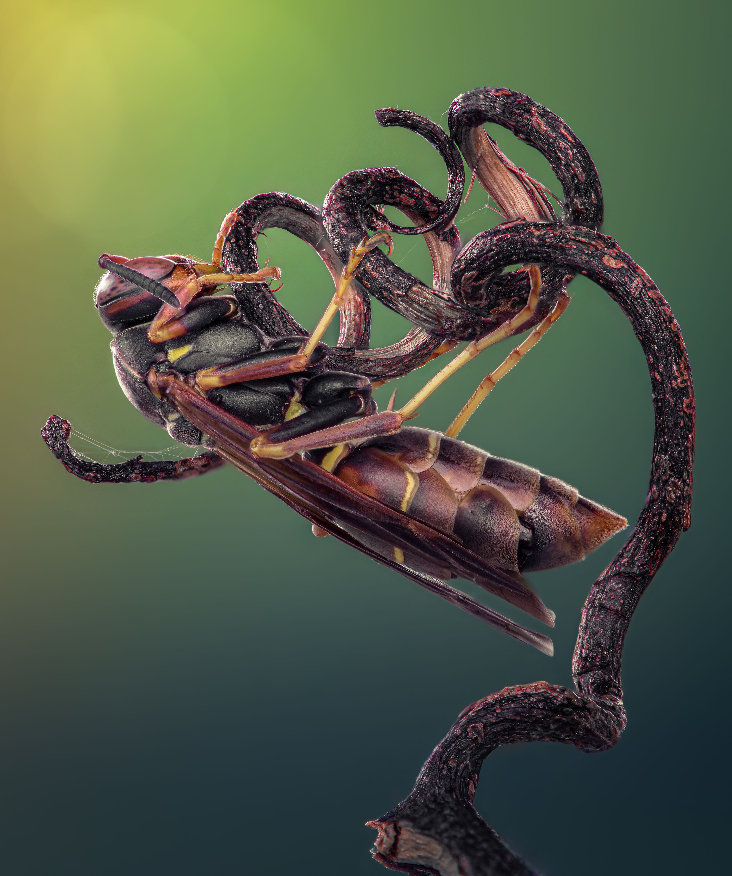 wasp, insect, macro, nature, wild, insects, bee,, Atul Saluja