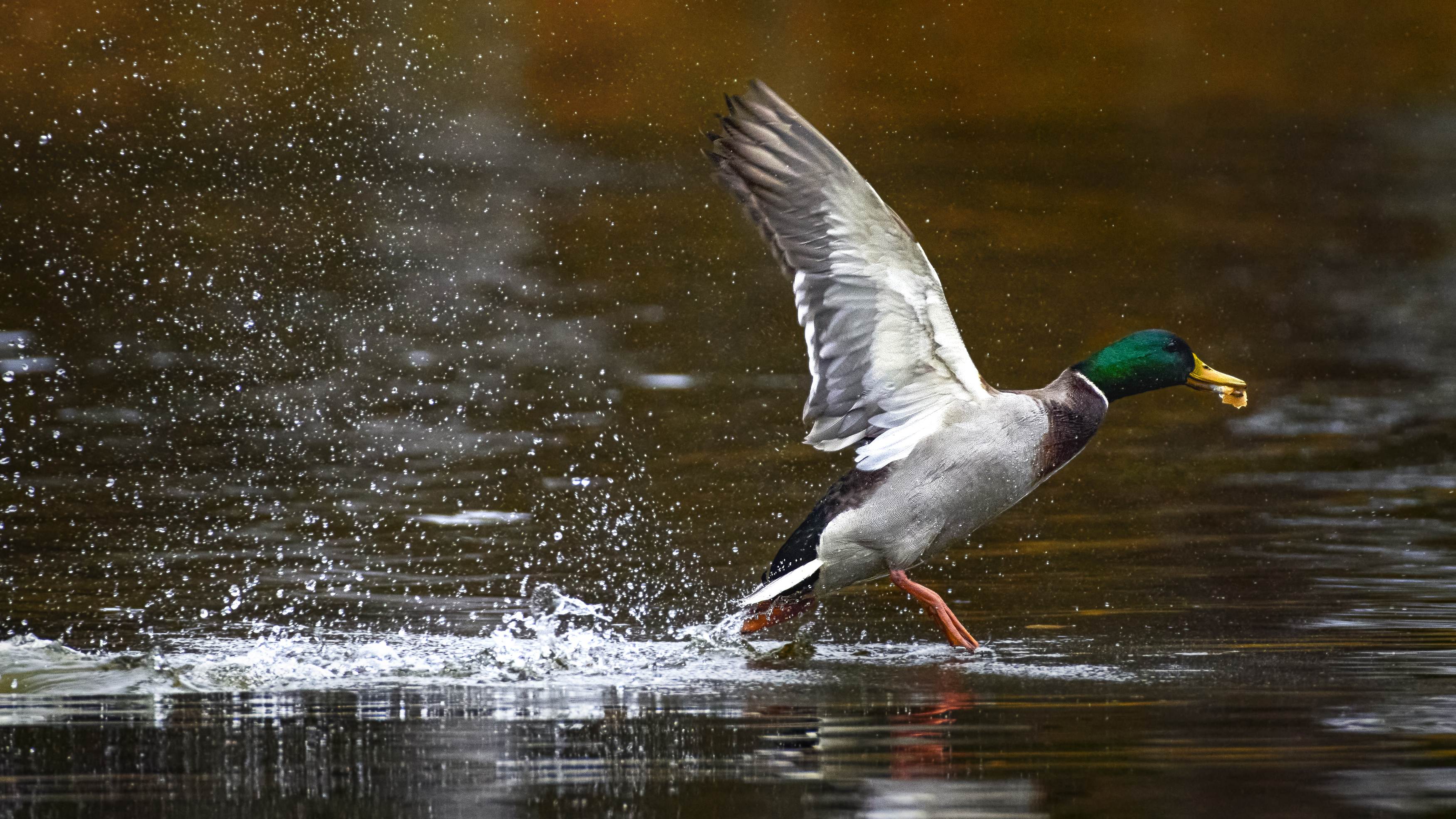 кряква, mallard, Anas platyrhynchos, утка, птица, дикая природа, water‑bird, wild bird, bird, duck, утка дикая, природа, водоем, озеро, река, wetlands, close‑up bird, bird photography, wildlife photography, Полина Шальнева