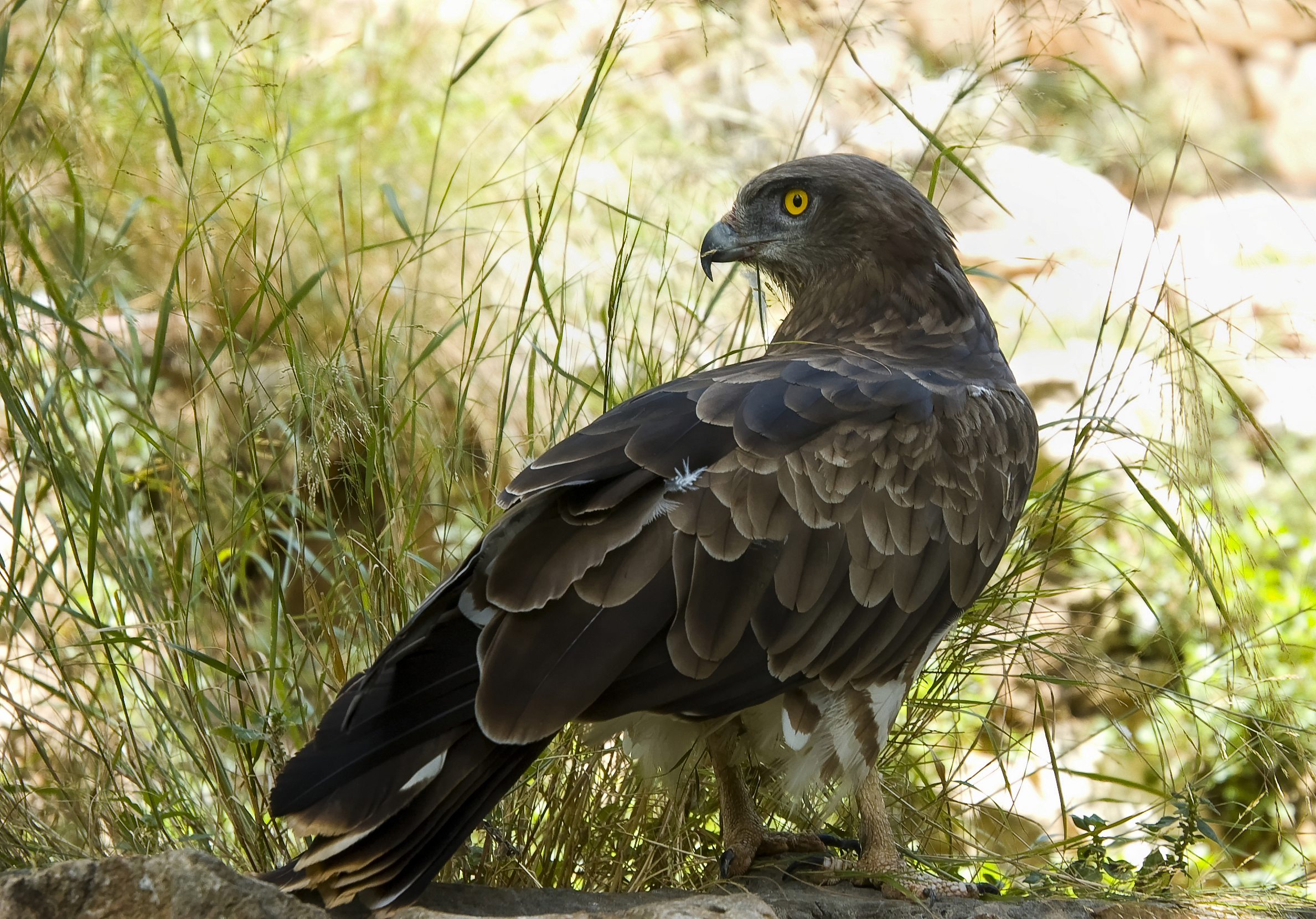 , Александр Беляев