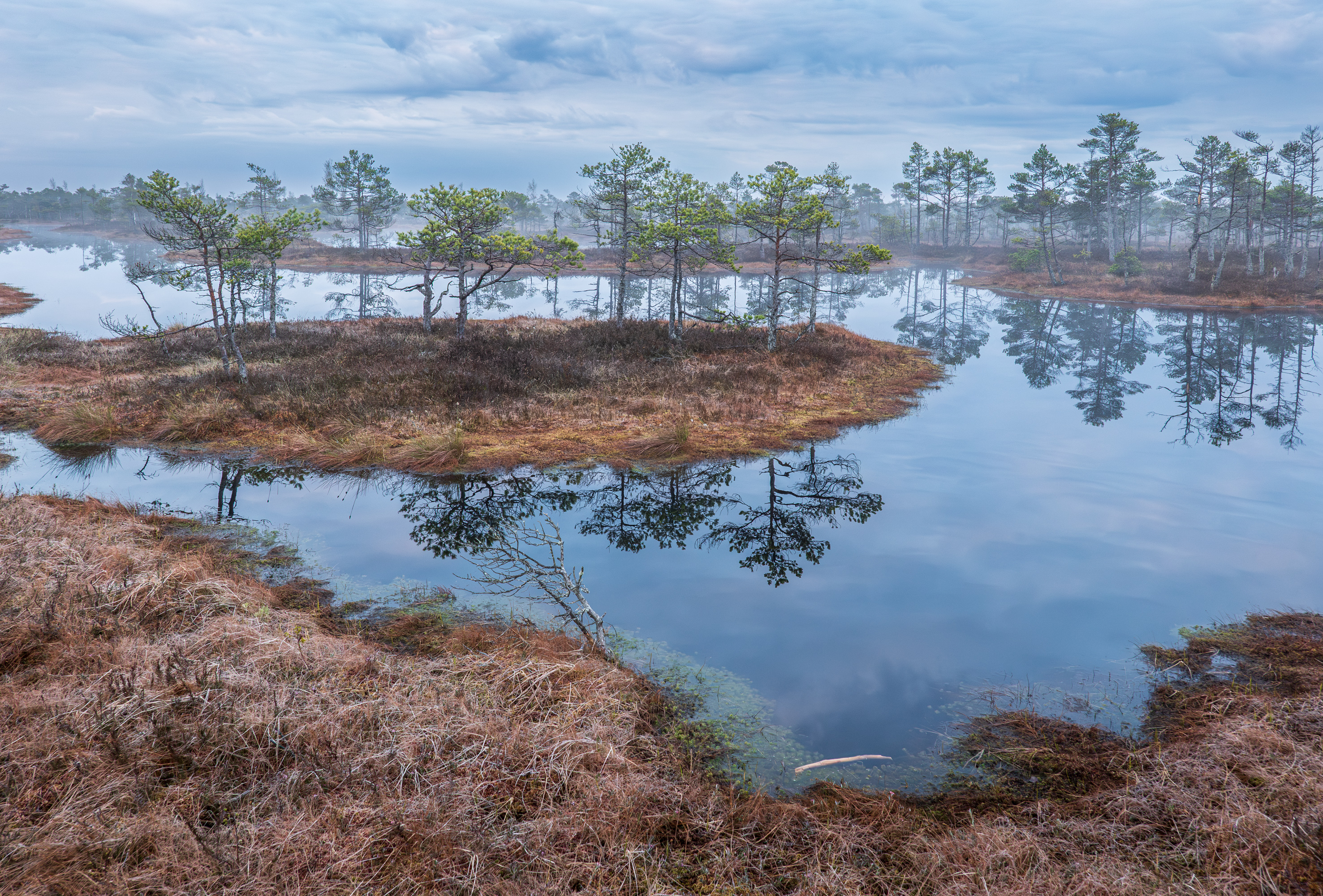 , Гордон Николай