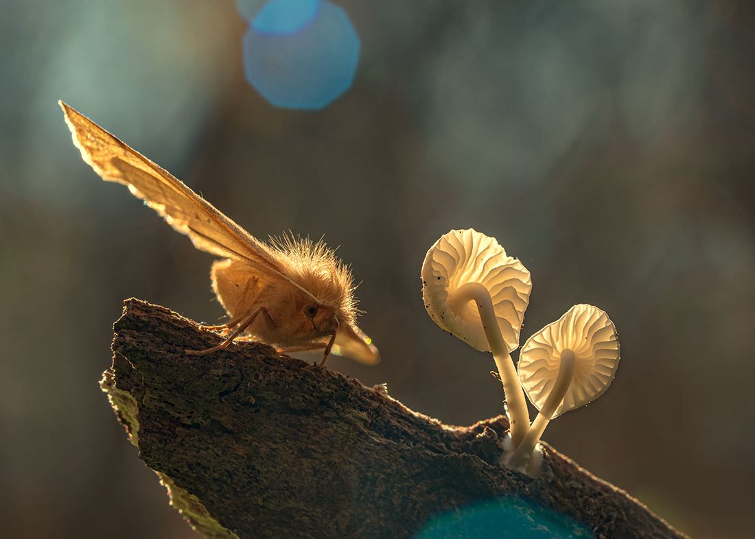 осень, лес, макро, бабочка, грибы, Рябов Игорь