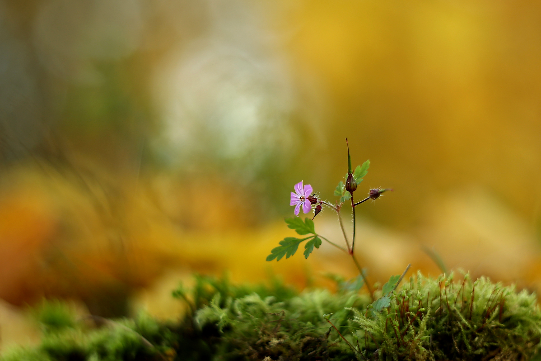 , Колобошников Эдуард