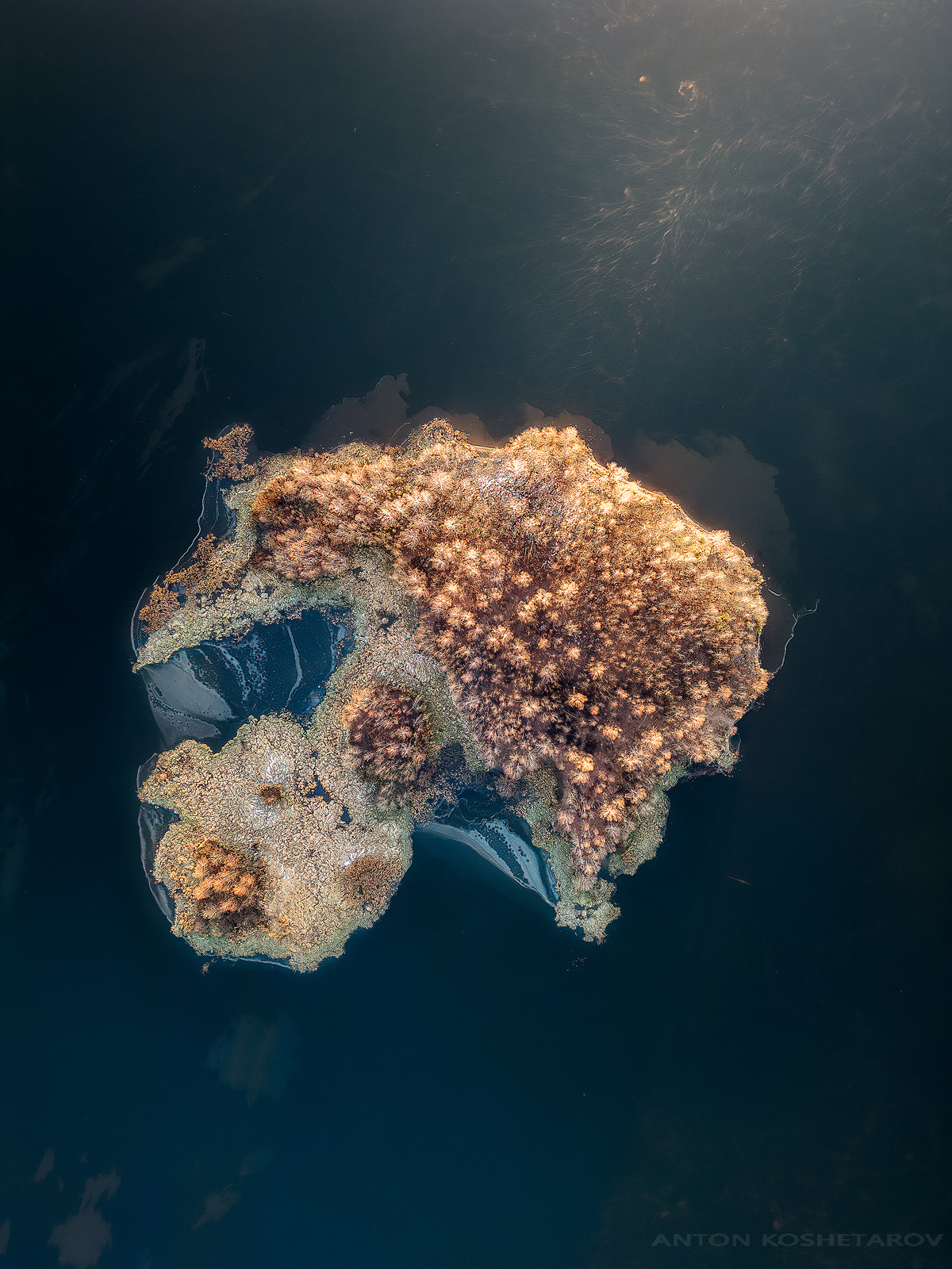 , Антон Кошетаров