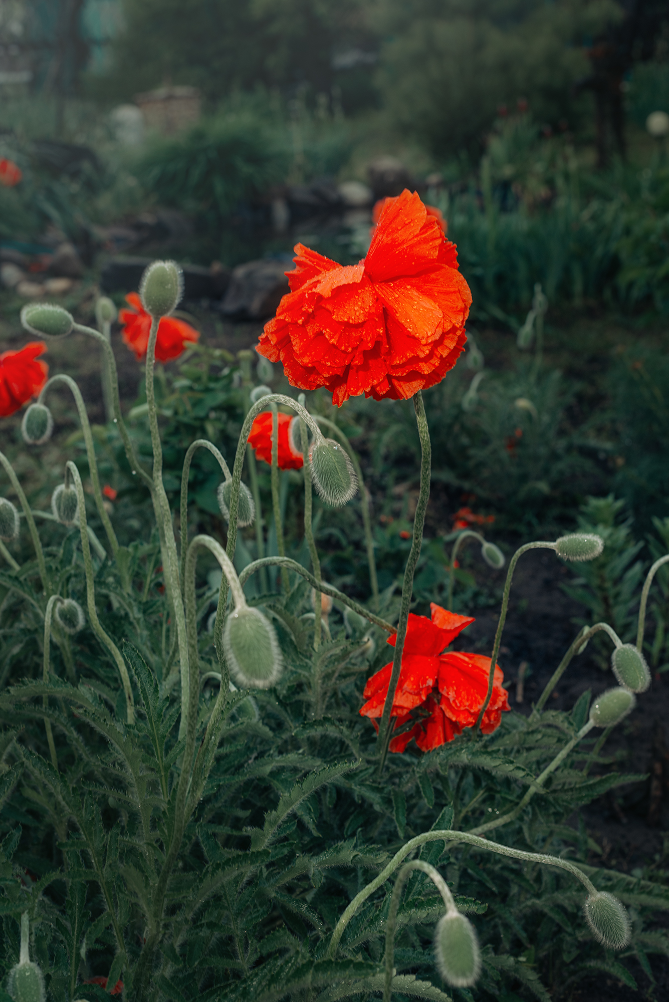 маки дождь лето,  Мария