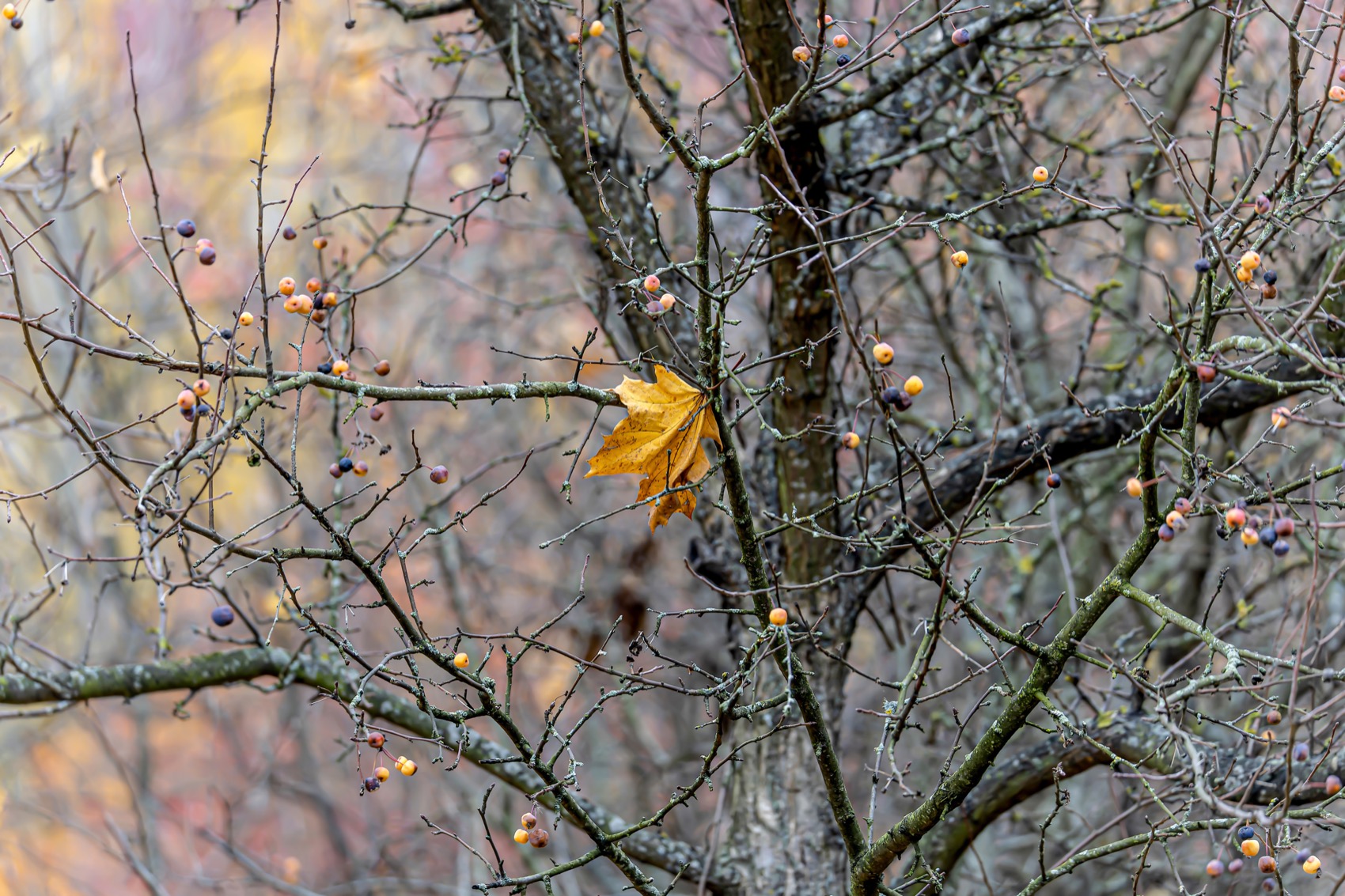 осень, Ruslan Pl