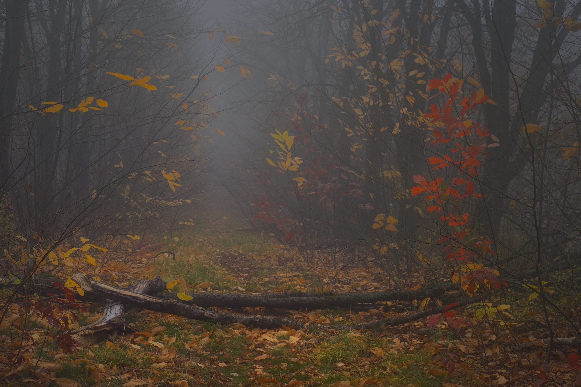 осень листва утро лес туман тропа, Александр Жарников