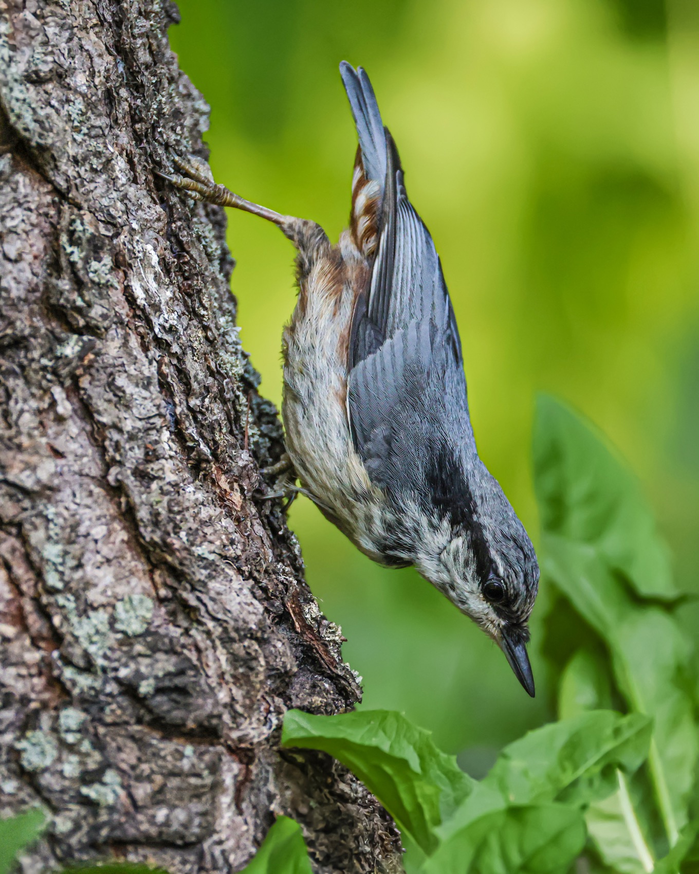 поползень, птицы, Ruslan Pl