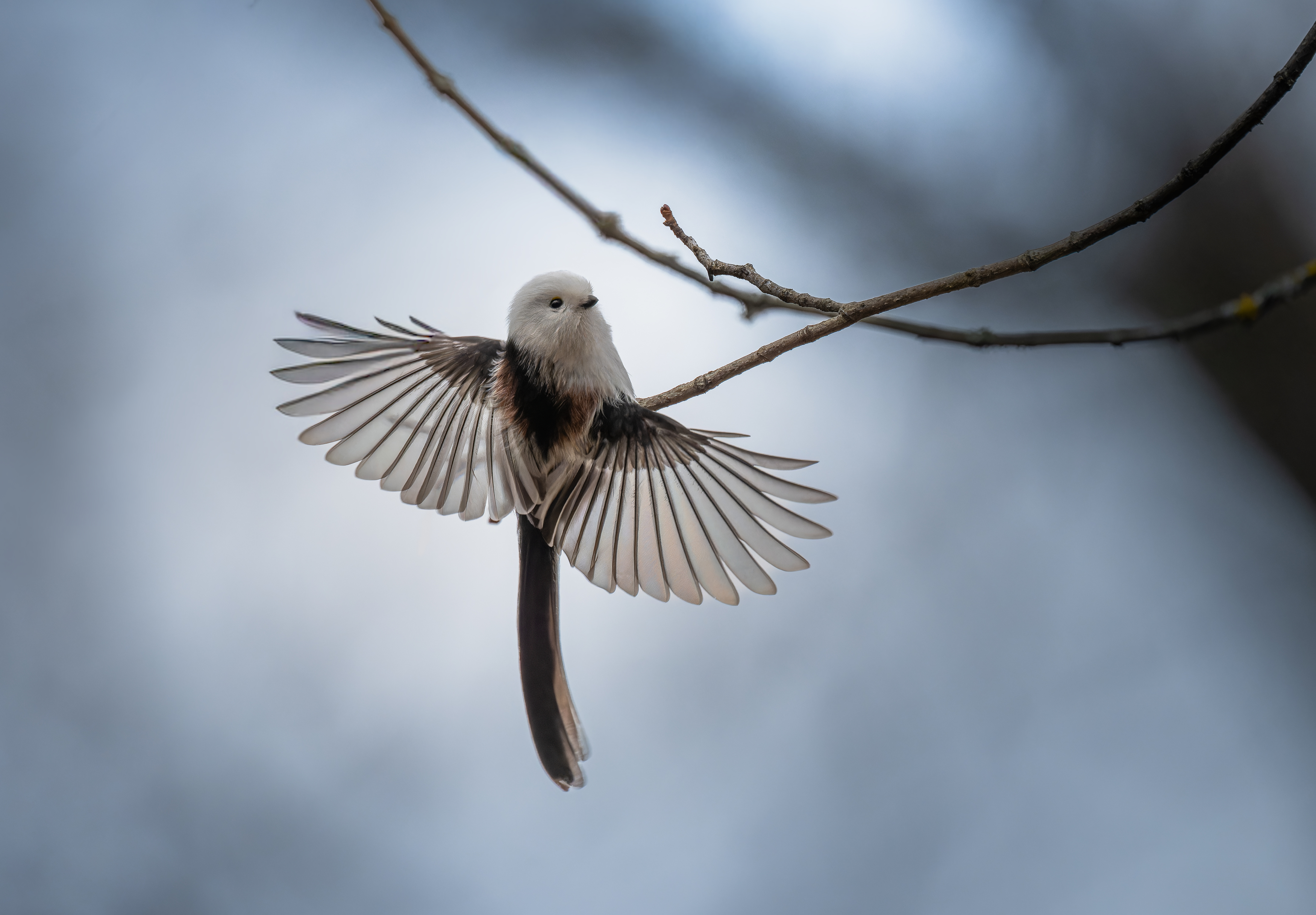 , Ширяев Константин