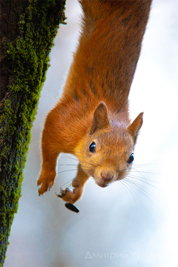 , Чудинин Дмитрий