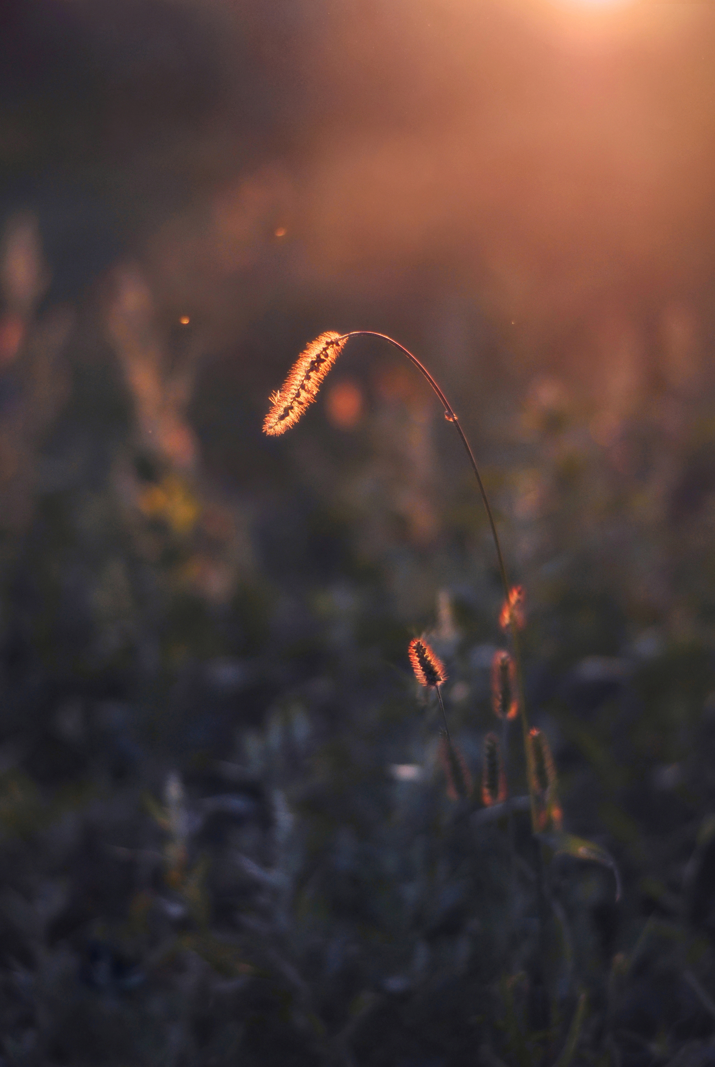 природа, вечер, осень, свет, травы, nature, evening, autumn, Буглак Инна