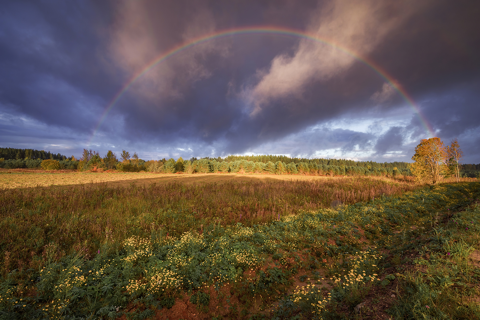 , Марина Мурашова