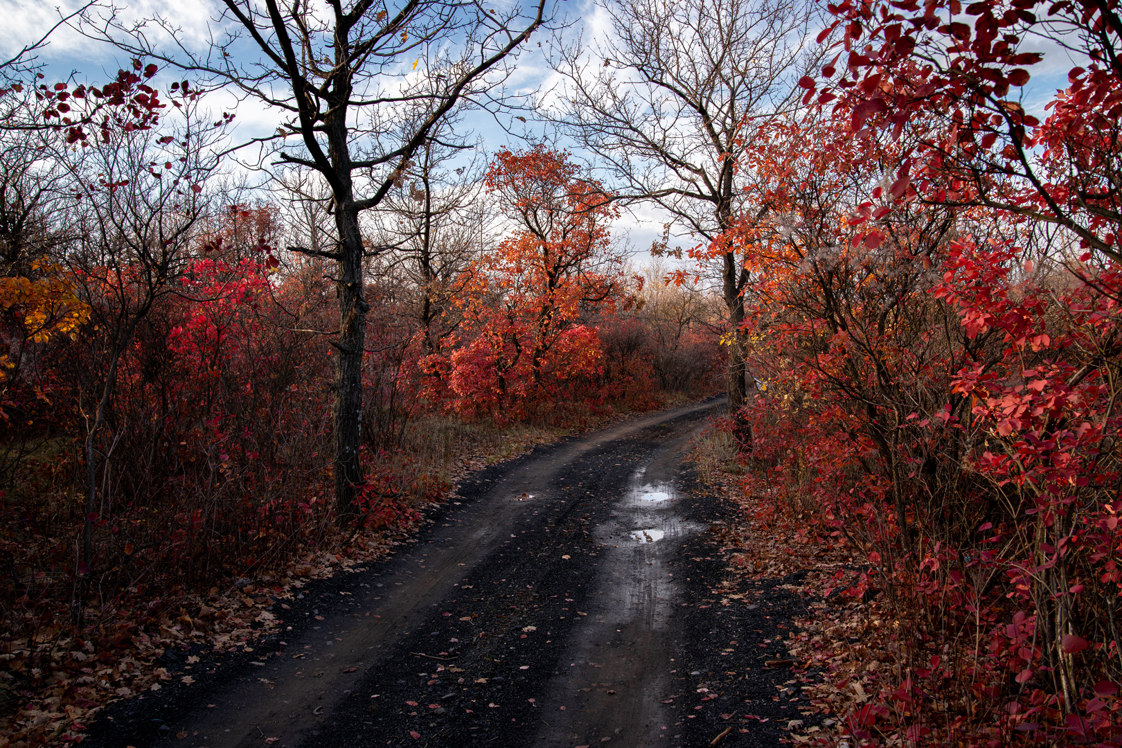 Осень, дорога, природа, пейзаж, деревья, Диденко Юрий