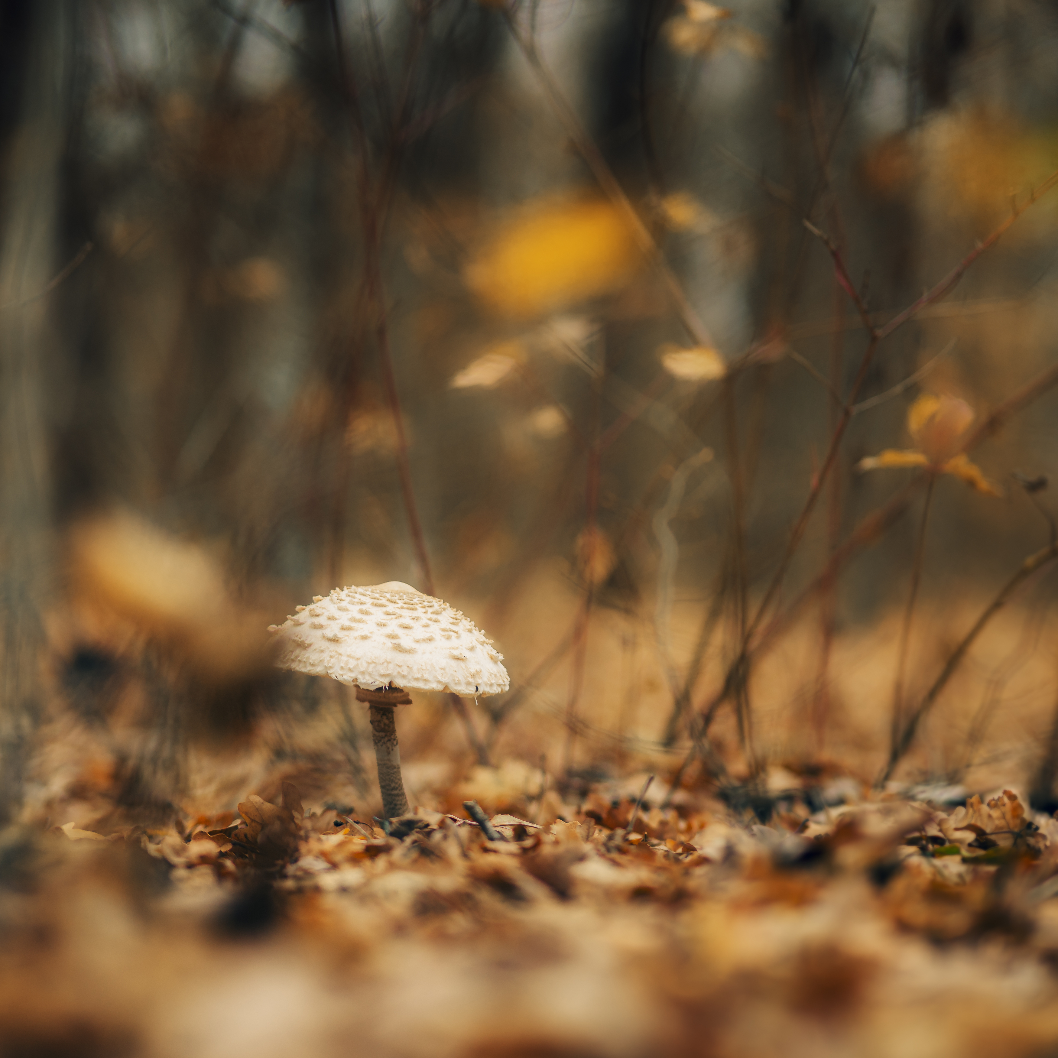 гриб, лес, осень, листья, природа, тишина, макро, одиночество, гриб в лесу, осенний свет, Сухенко Олег
