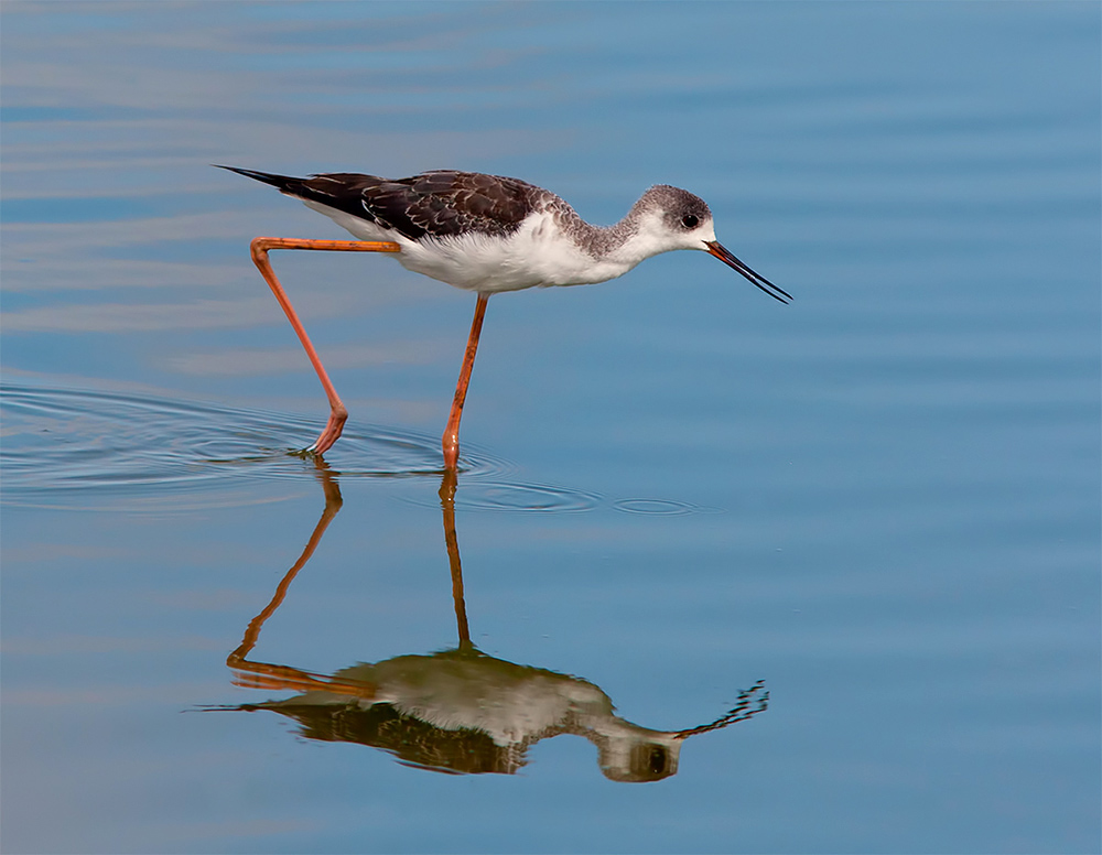 ходулочник, black-winged stilt, israel, birds,израиль, Etkind Elizabeth