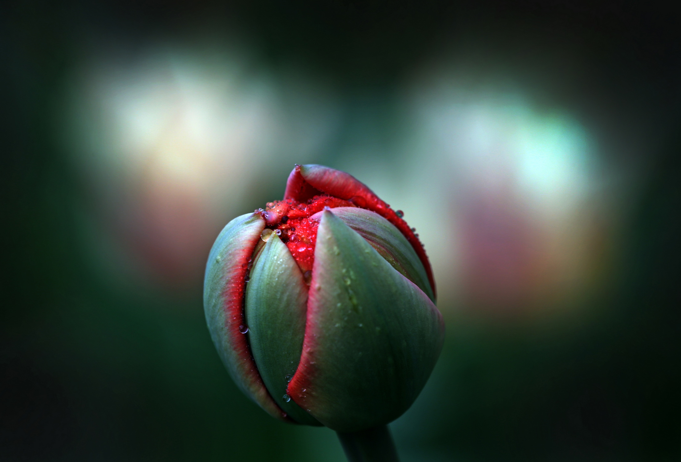 , Бибичков Михаил