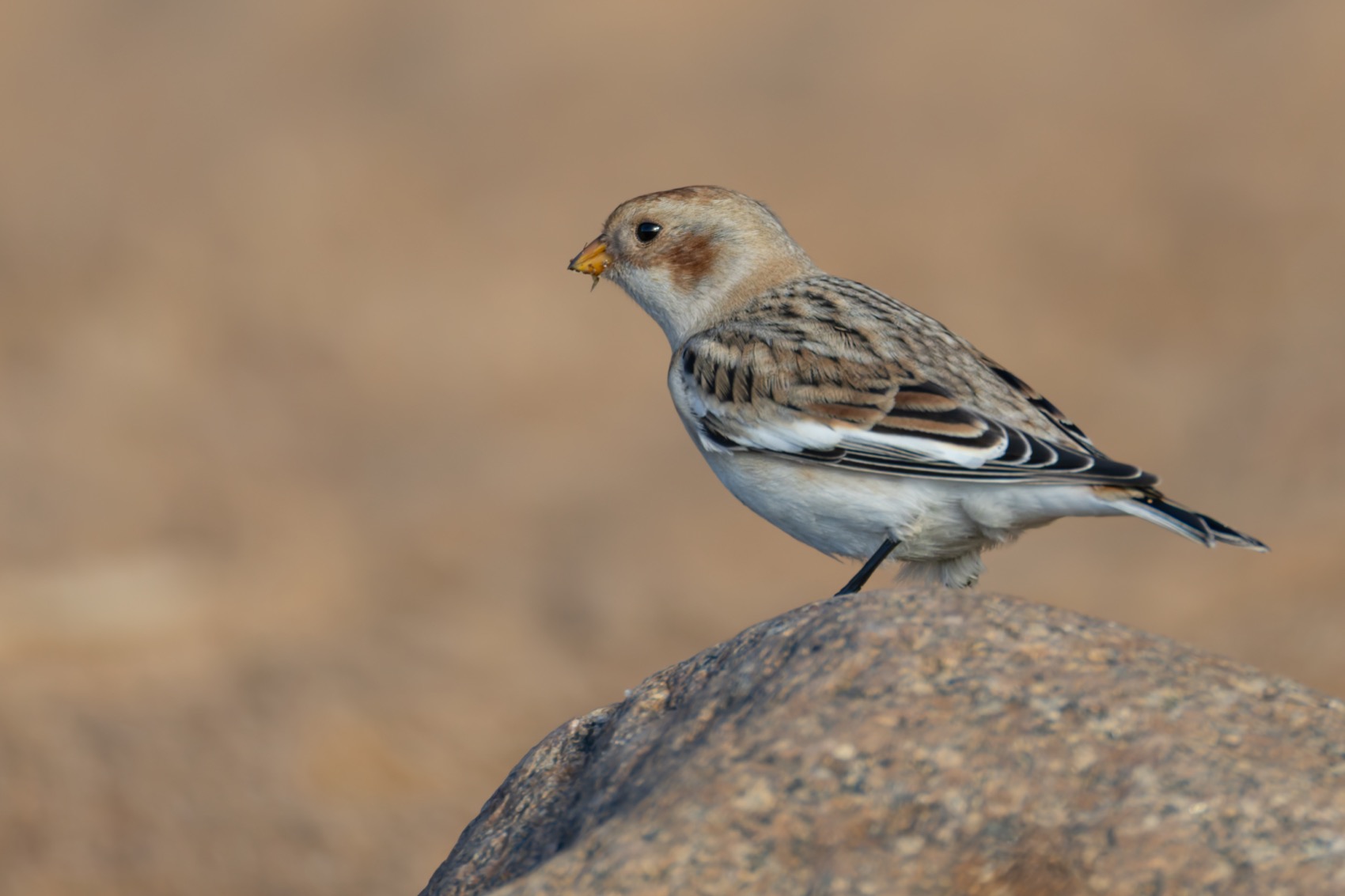 пуночка, снежный подорожник, арктический воробей, воробей, птицы, Ruslan Pl