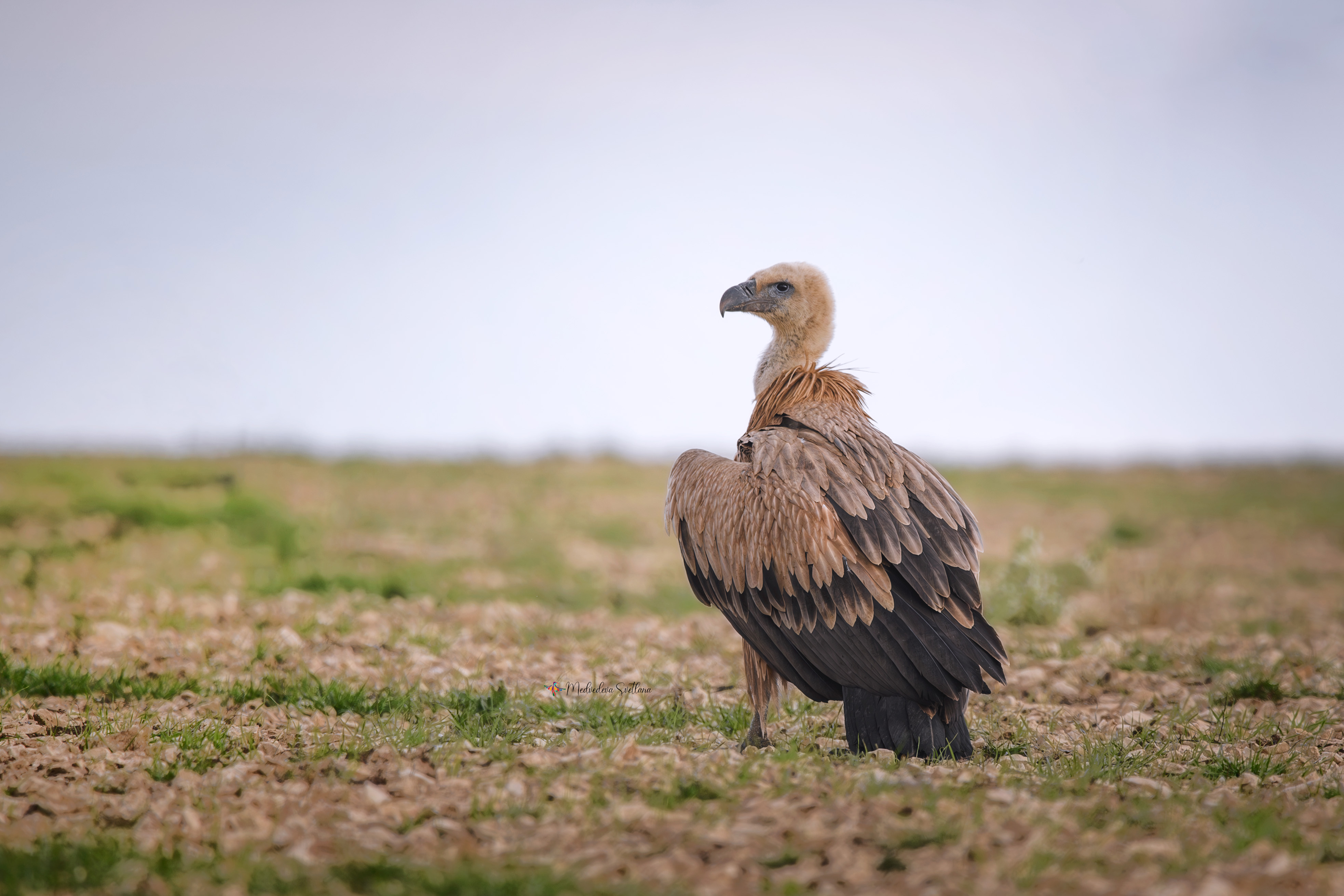 фотоохота, птица, сип, осень, птицы, белоголовый сип, Медведева Светлана