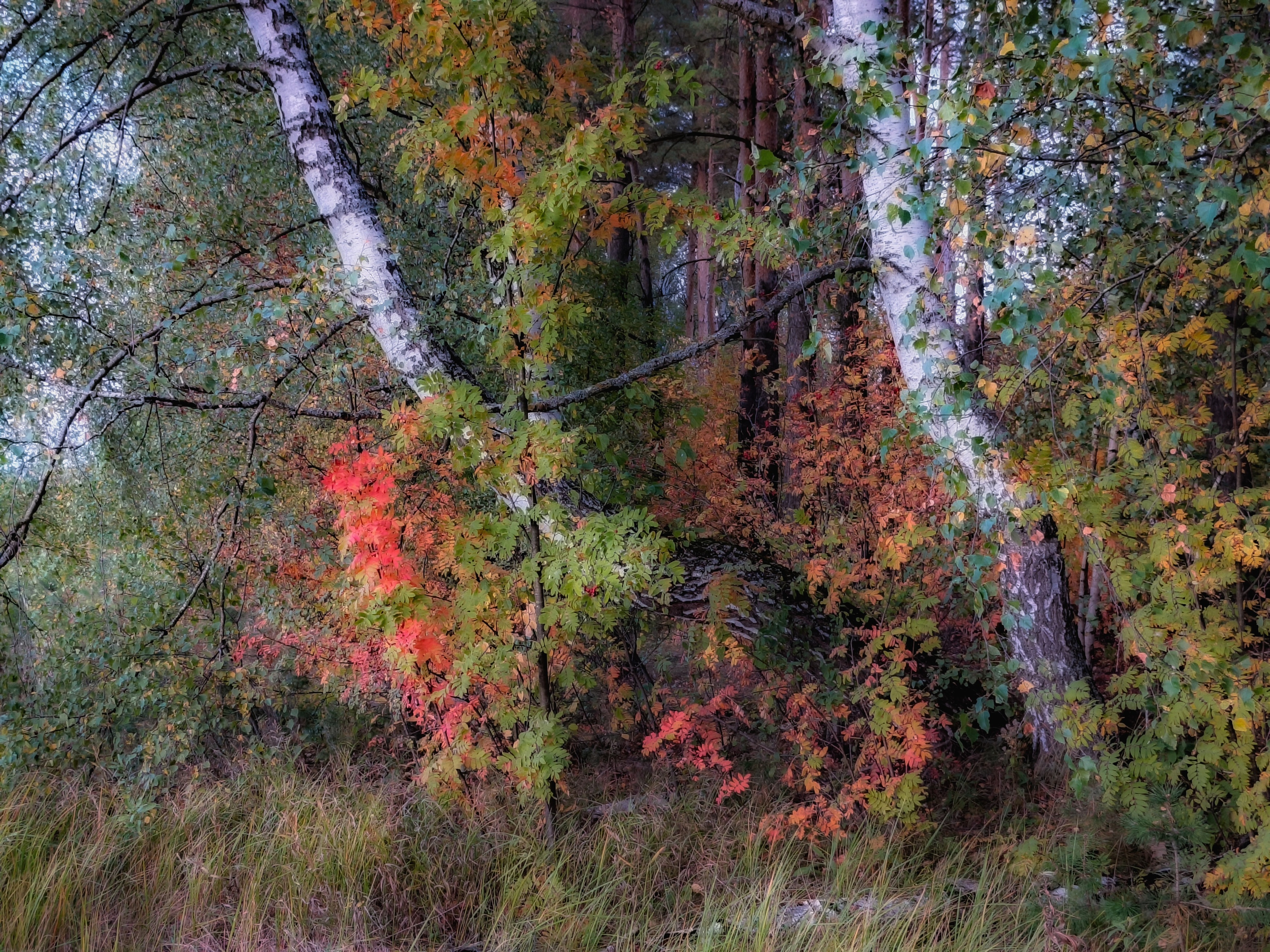 , Кондрашова Светлана