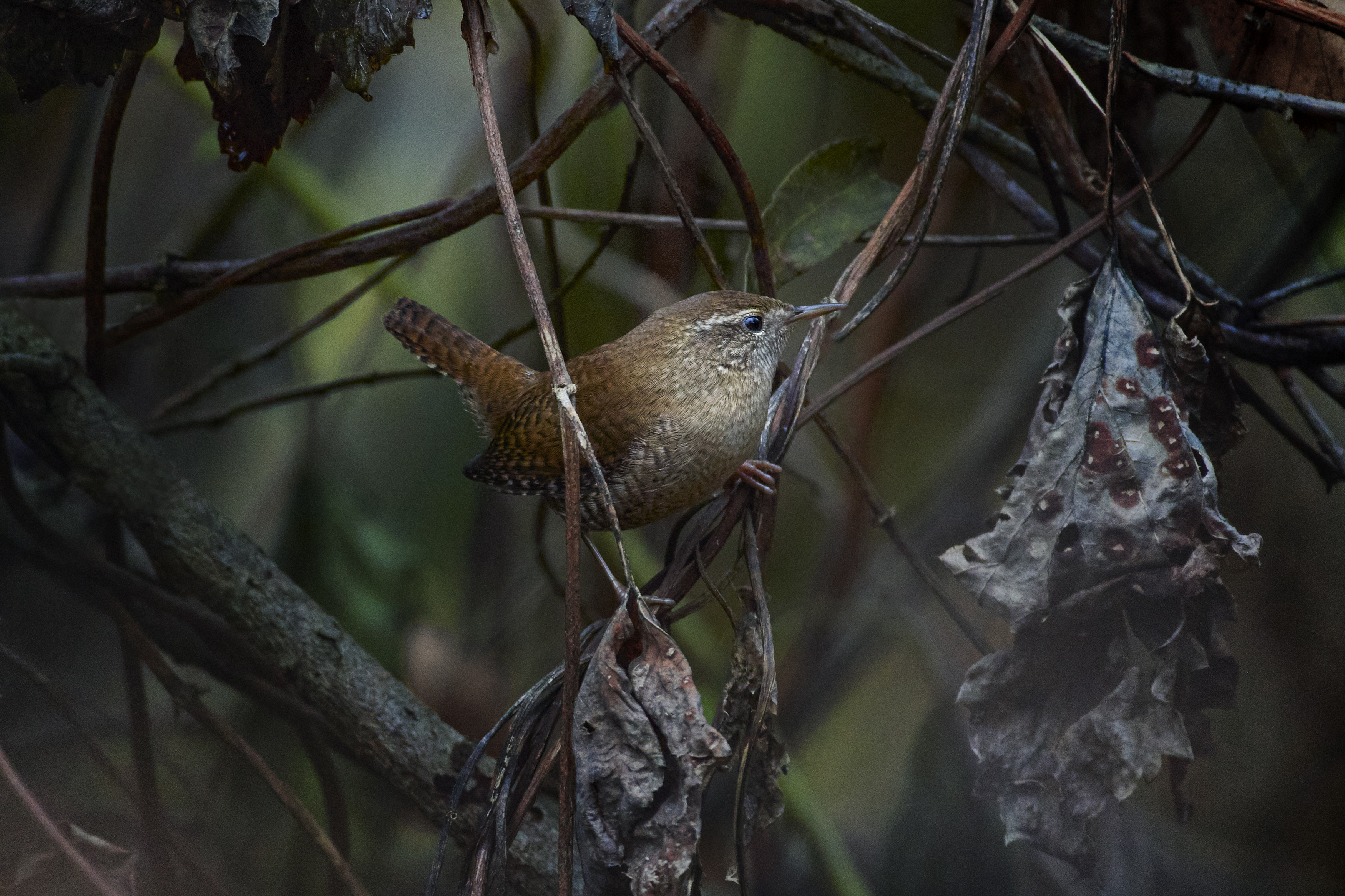 крапивник, wren, Troglodytes troglodytes, птица, дикая природа, bird, wild bird, songbird, лесная птица, лес, small bird, nature photography, birdwatching, Eurasian wren, Полина Шальнева