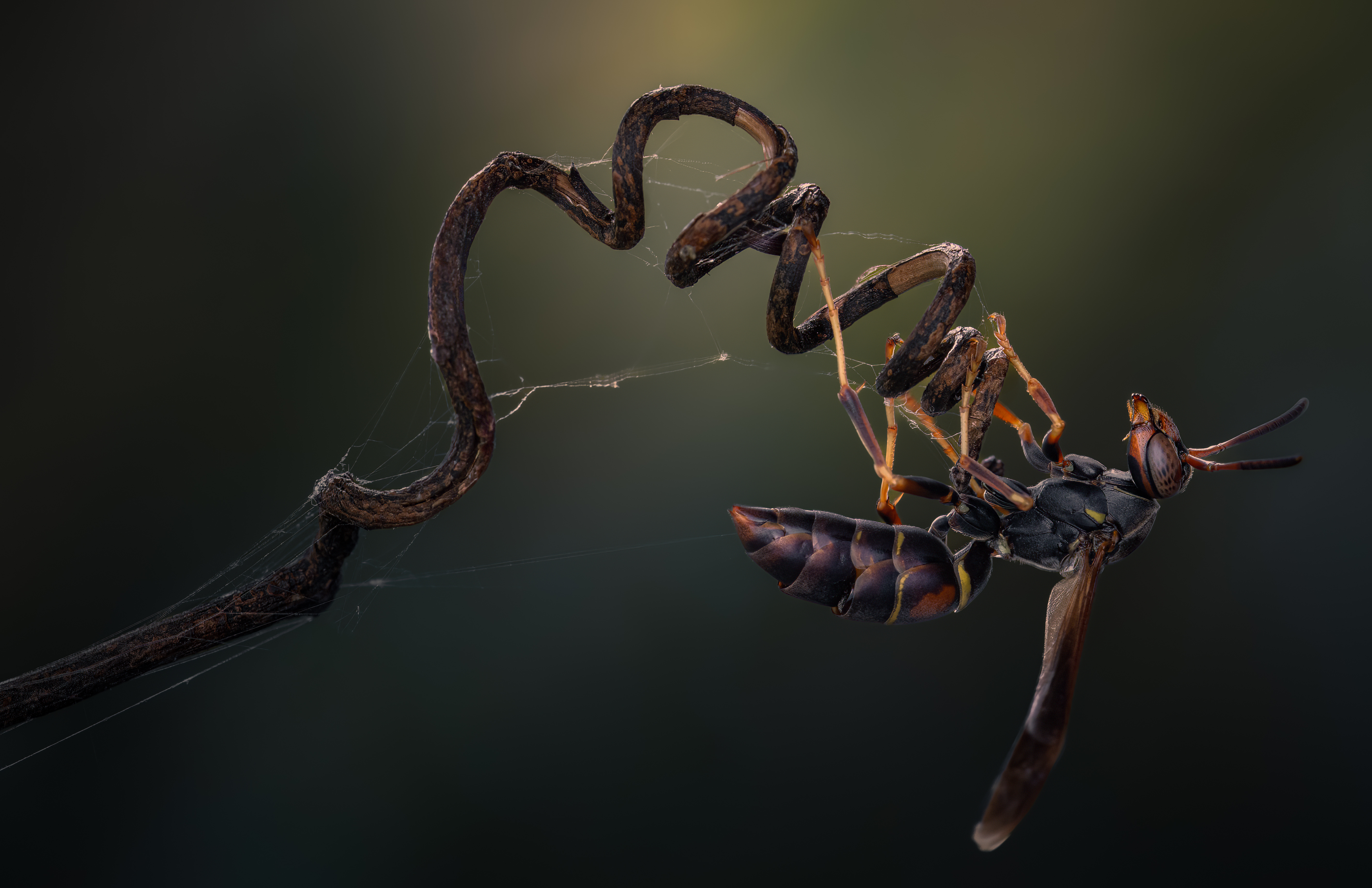 wasp, insect, macro, nature, wild, insects, bee,, Atul Saluja