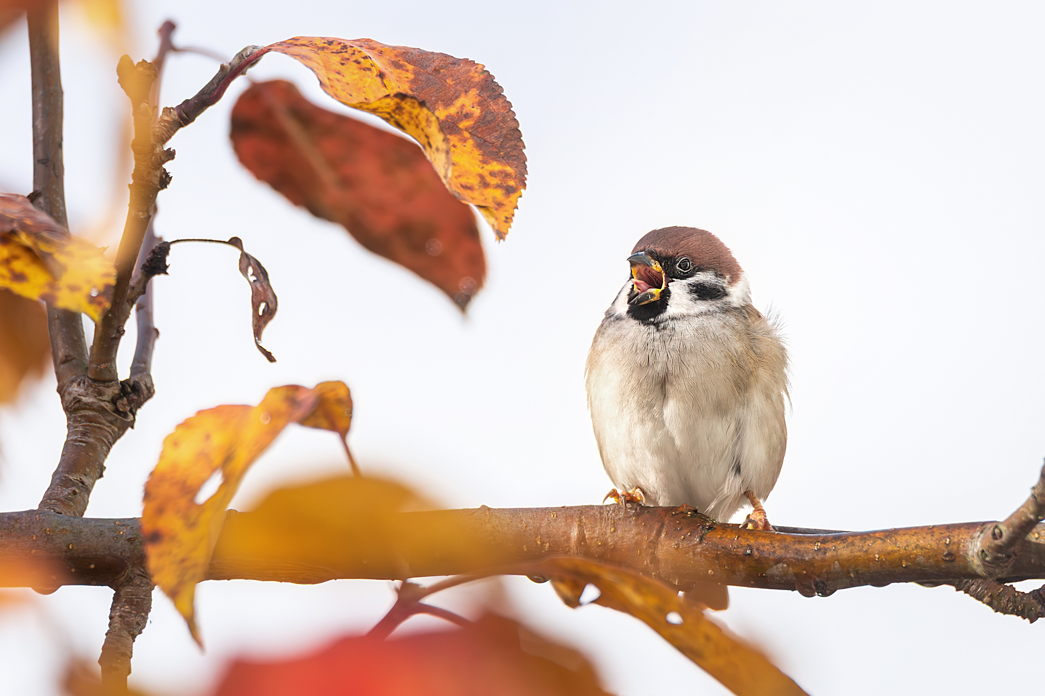 , Корнеев Алексей