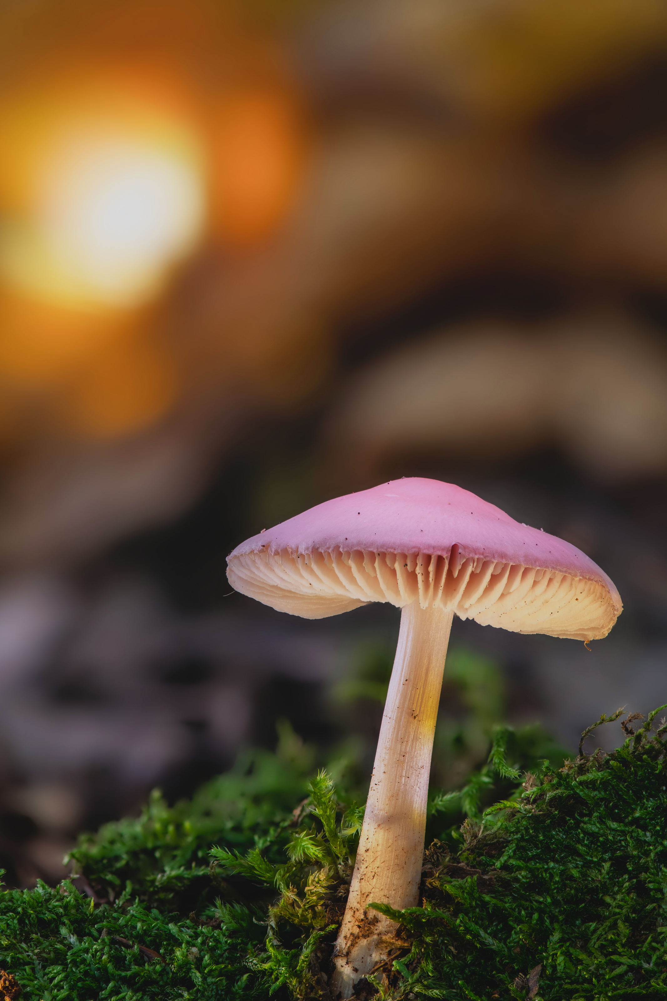 , Виктор Лебедь