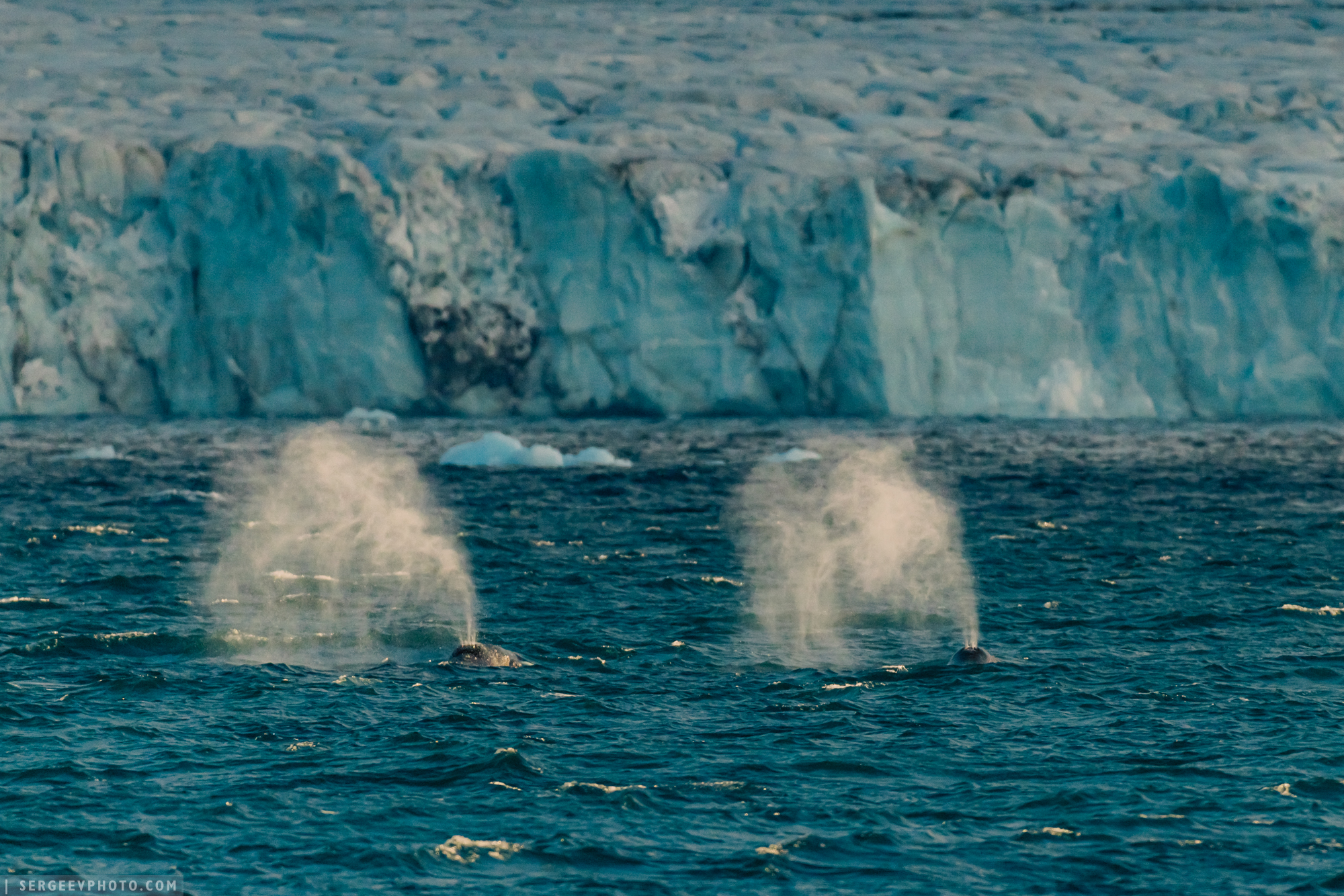 земля франца-иосифа, баренцево море, арктика, север, северный ледовитый океан, архангельская область, айсберг, остров, кит, лёд, franz josef land, arctic, north, barents sea, iceberg, island, whale, ice, glacier, arctic ocean, Сергеев Кирилл
