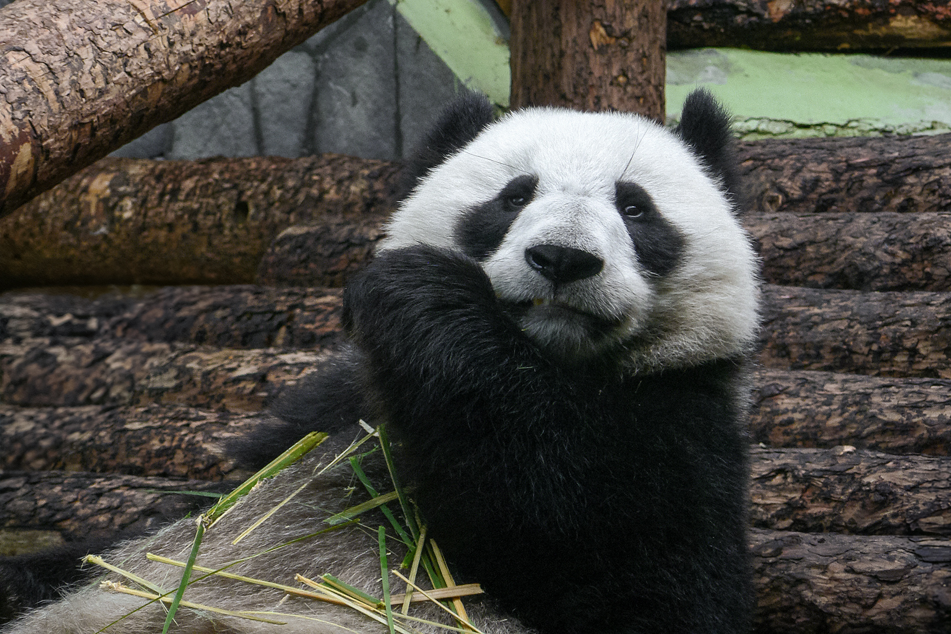 панда, большая панда, бамбуковый медведь, ailuropoda melanoleuca, КарОл