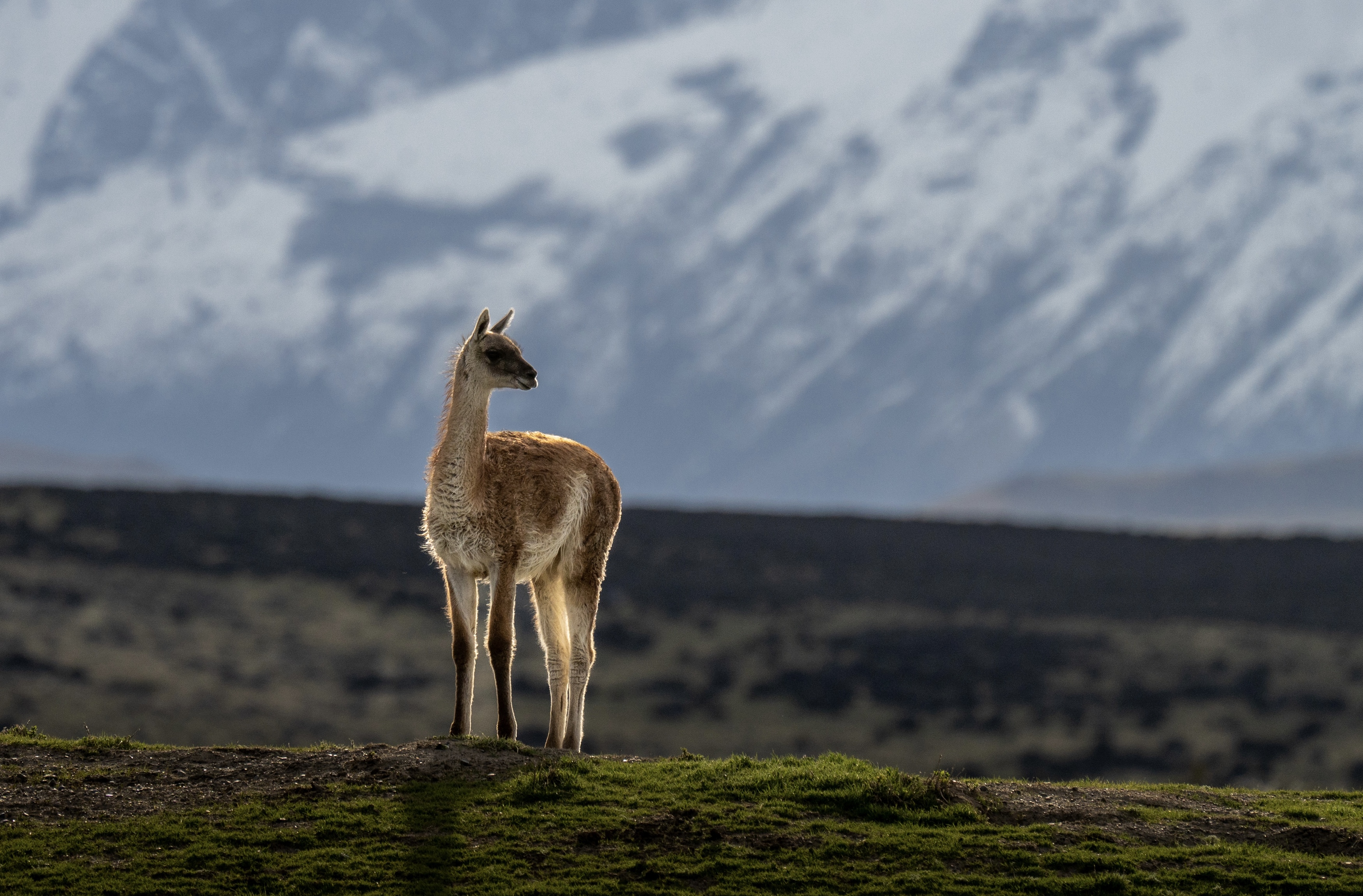 , Владимир Цветов