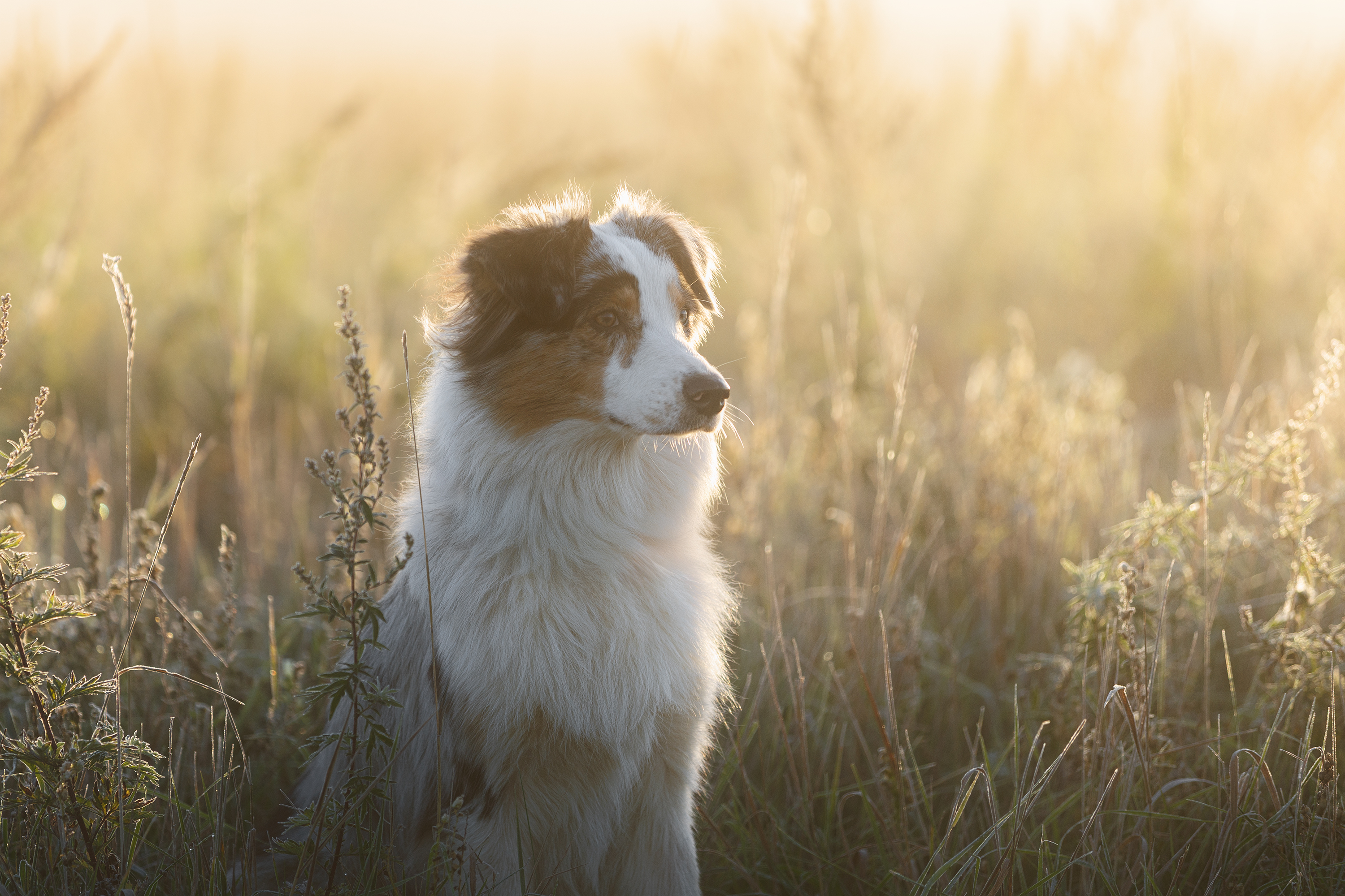 , Шерскова Мария