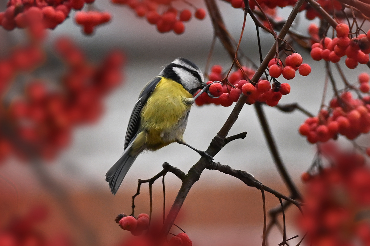 , Ушакова Елена