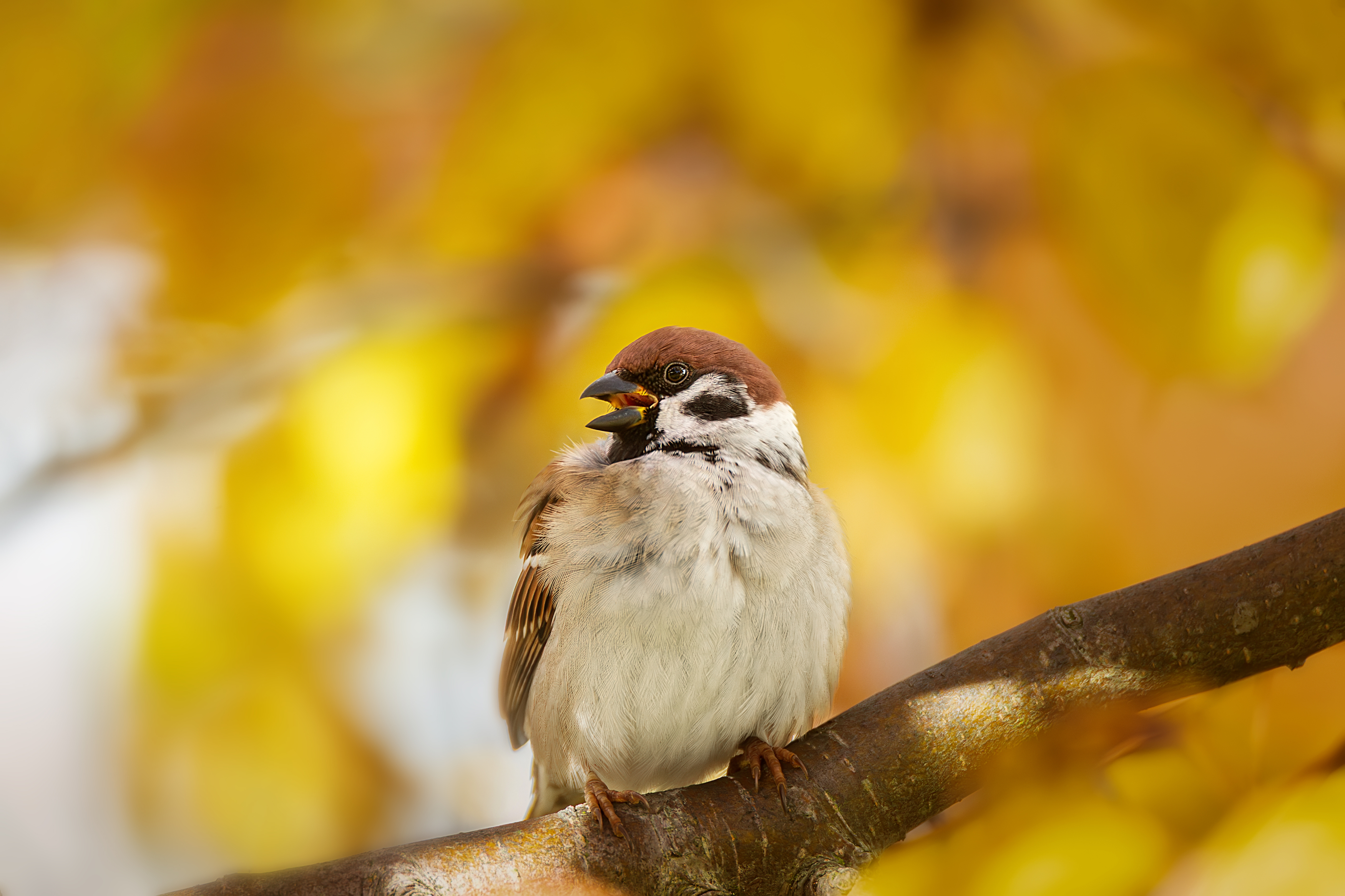 , Корнеев Алексей
