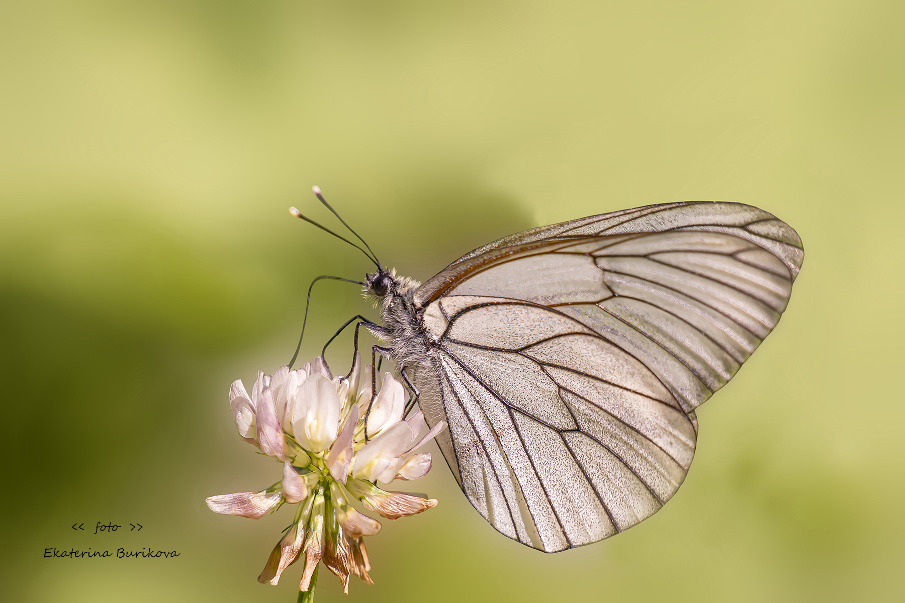 бабочки , фото бабочек , насекомые , дикая природа., Бурикова Екатерина