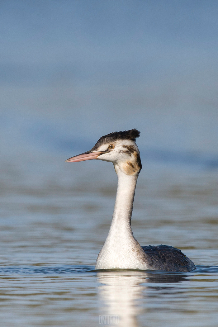 , Дмитрий Доронин