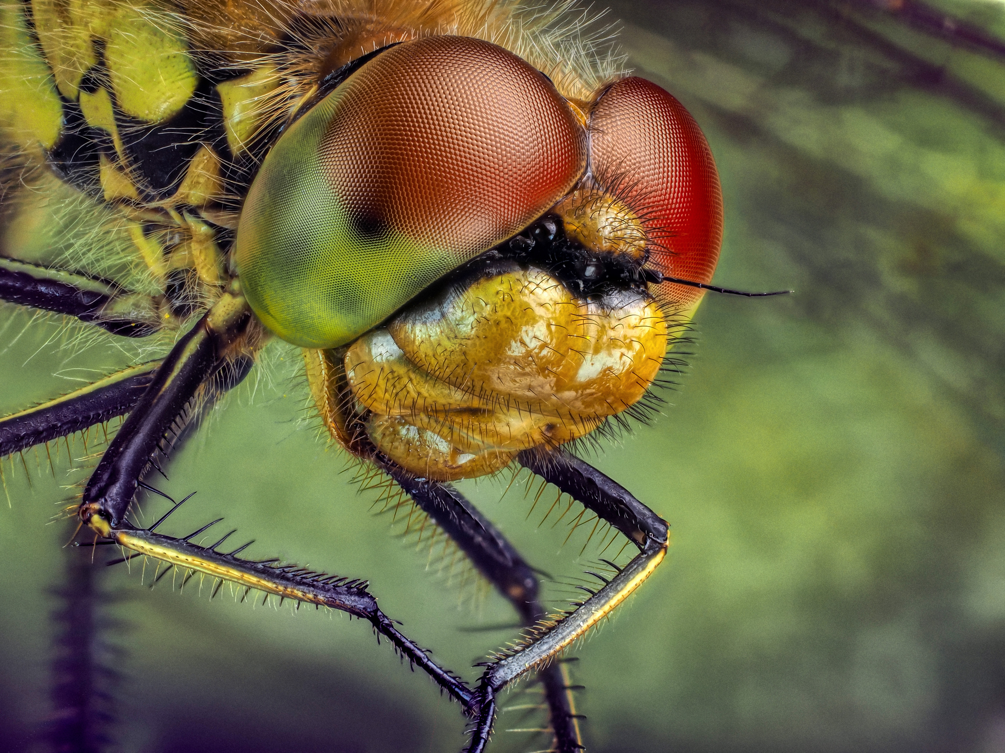 , Олег Савицкий