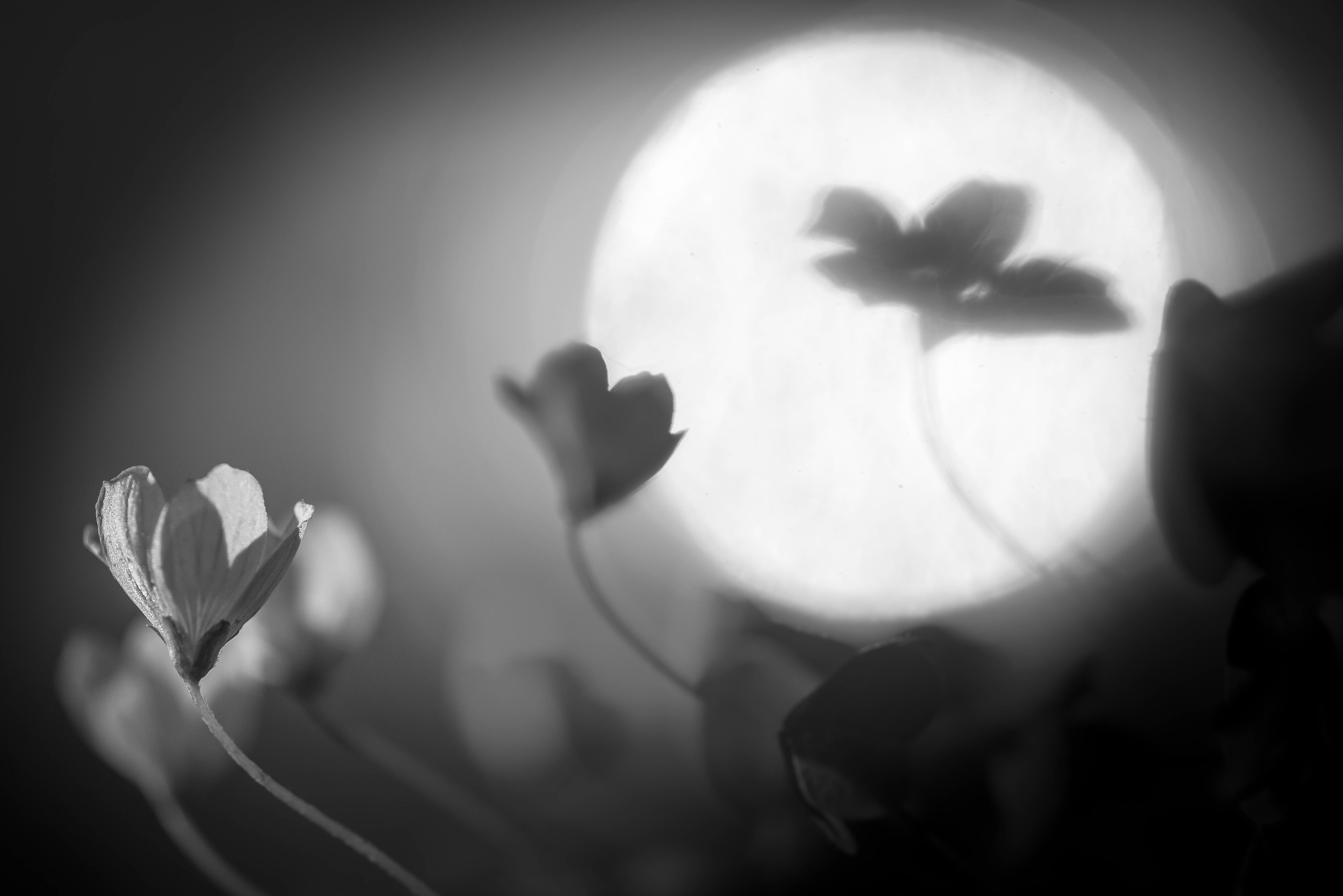 кислица, Соварцева Ксения