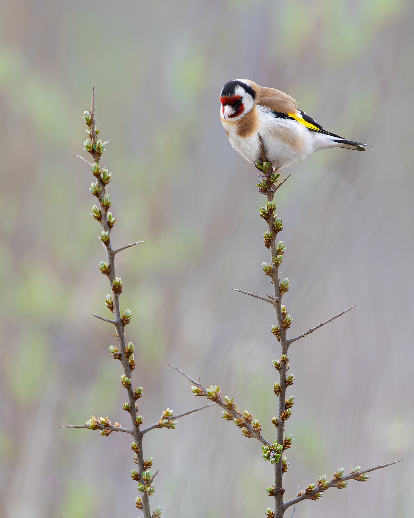 щегол, птицы, облепиха, Ruslan Pl