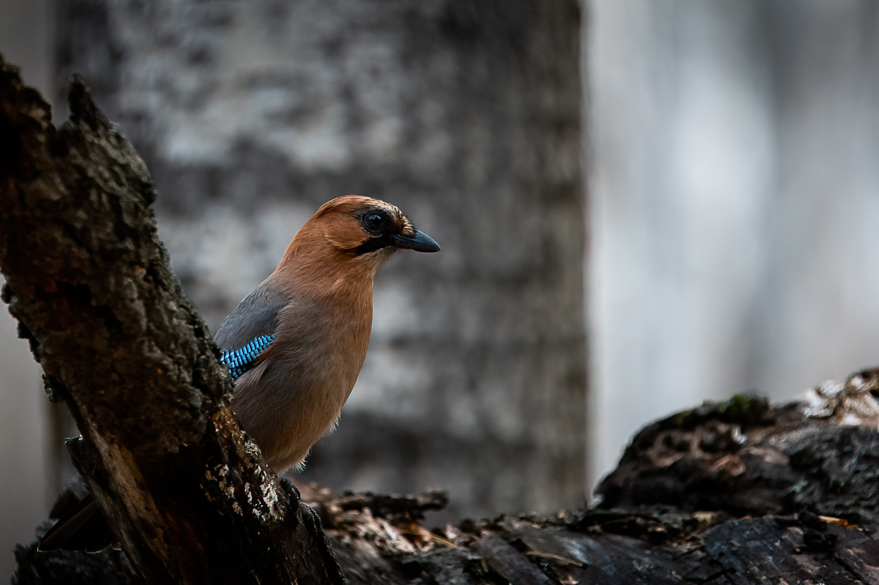 сойка, птица, Anton