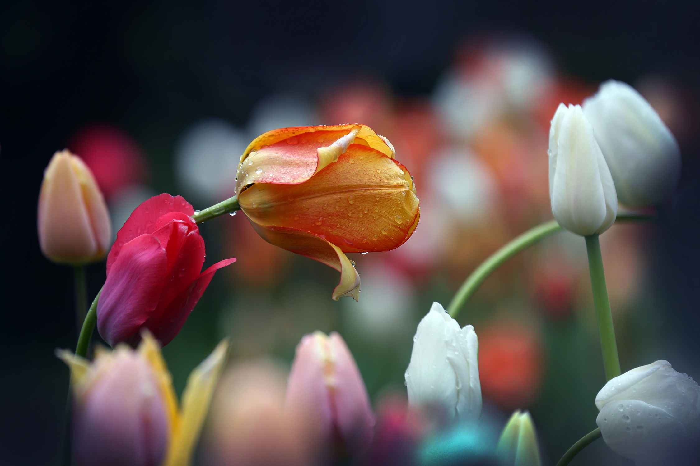 , Бибичков Михаил