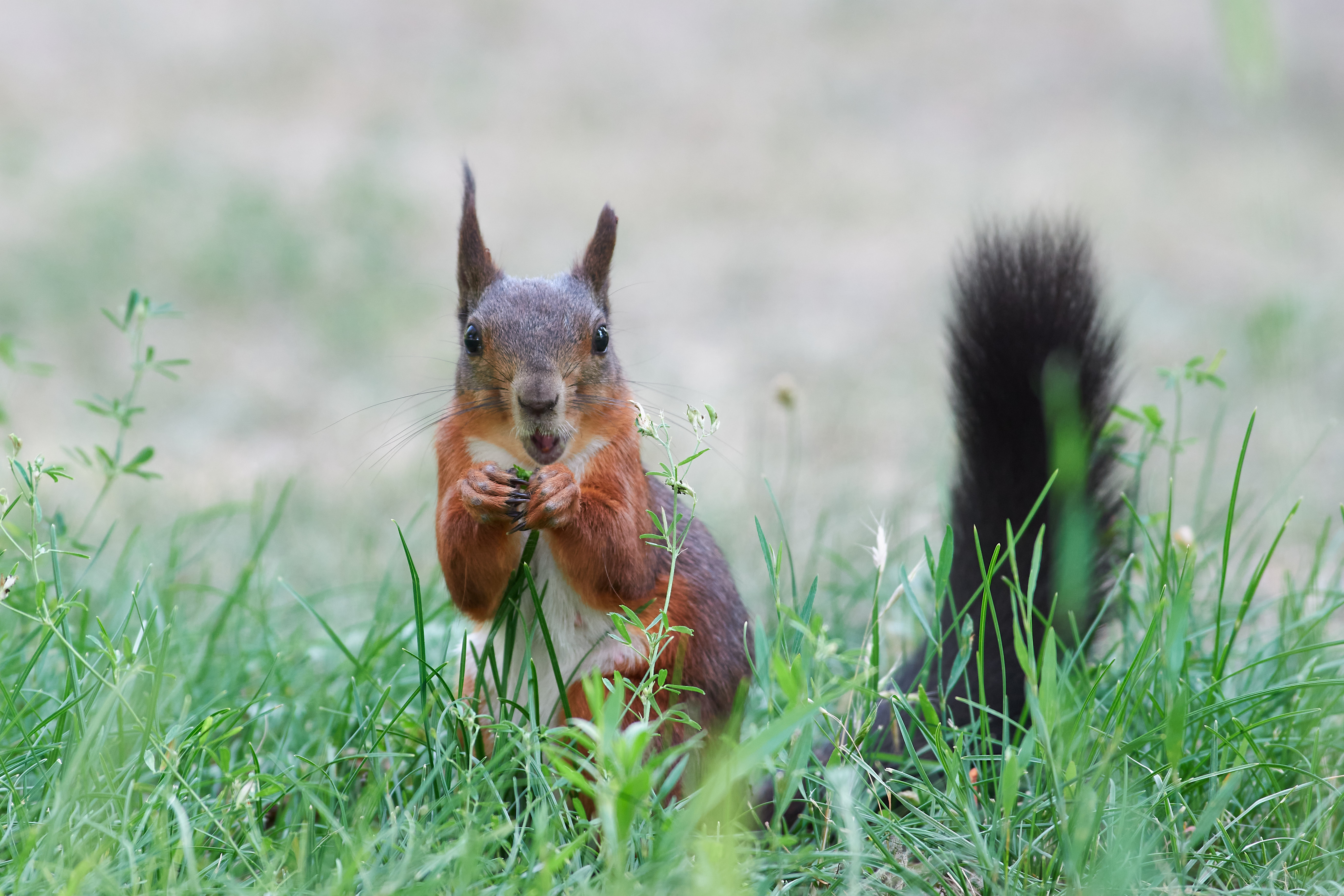 белка, обыкновенная белка, , Павел Сторчилов